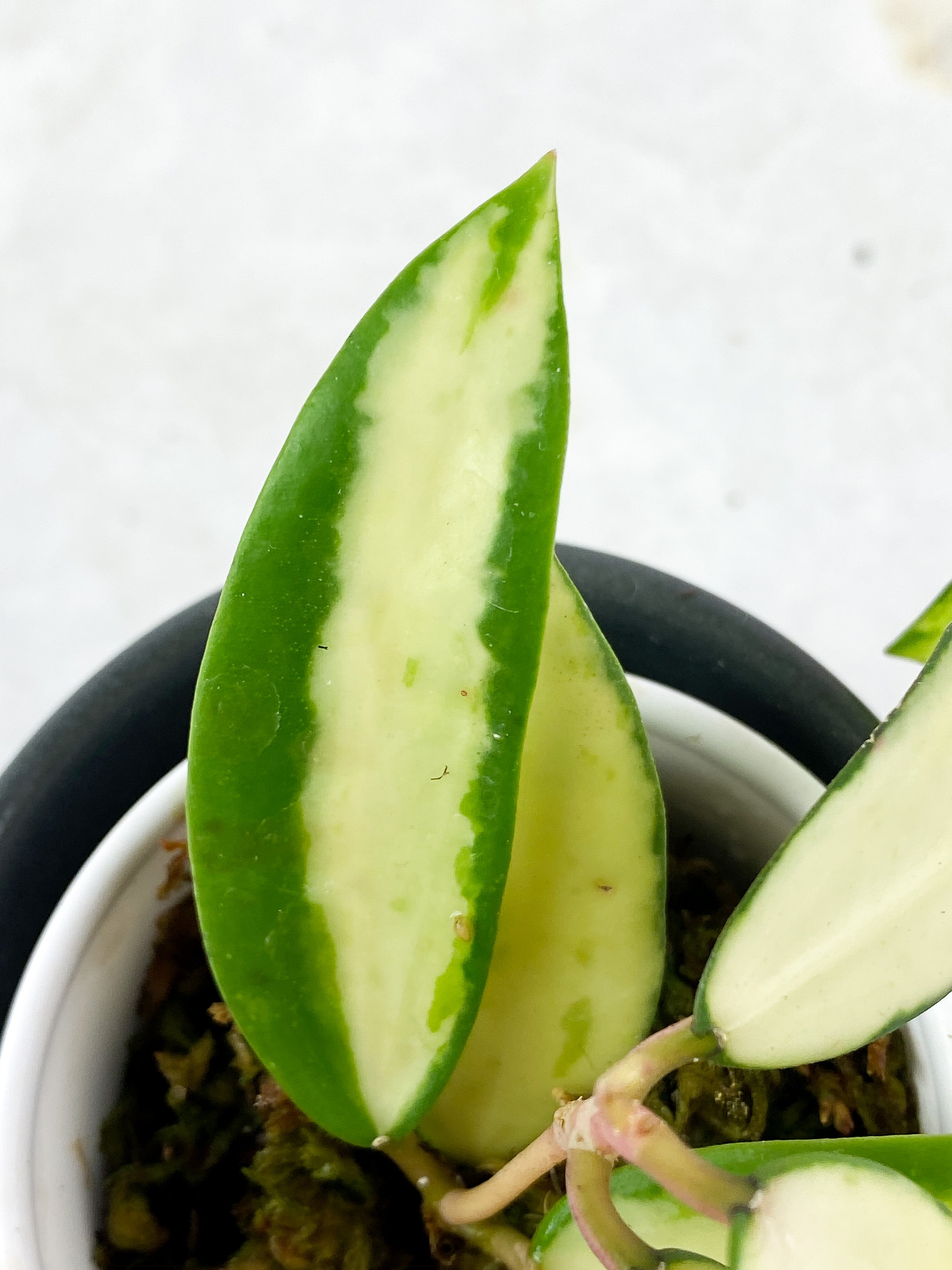 Hoya Acuta Yellow Variegata 7 leaves rooted