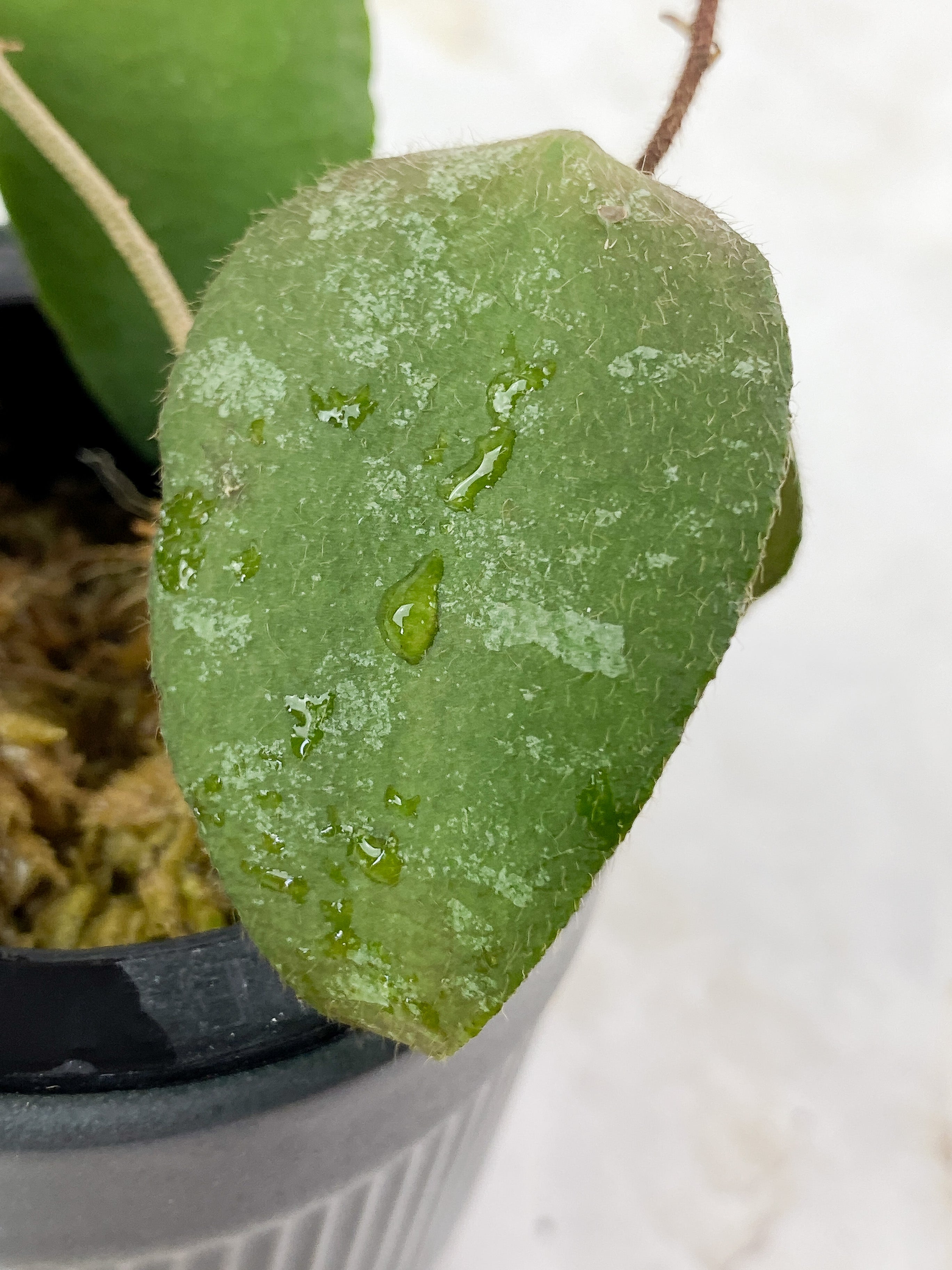 Hoya Caudata Sumatra 4 leaves rooted