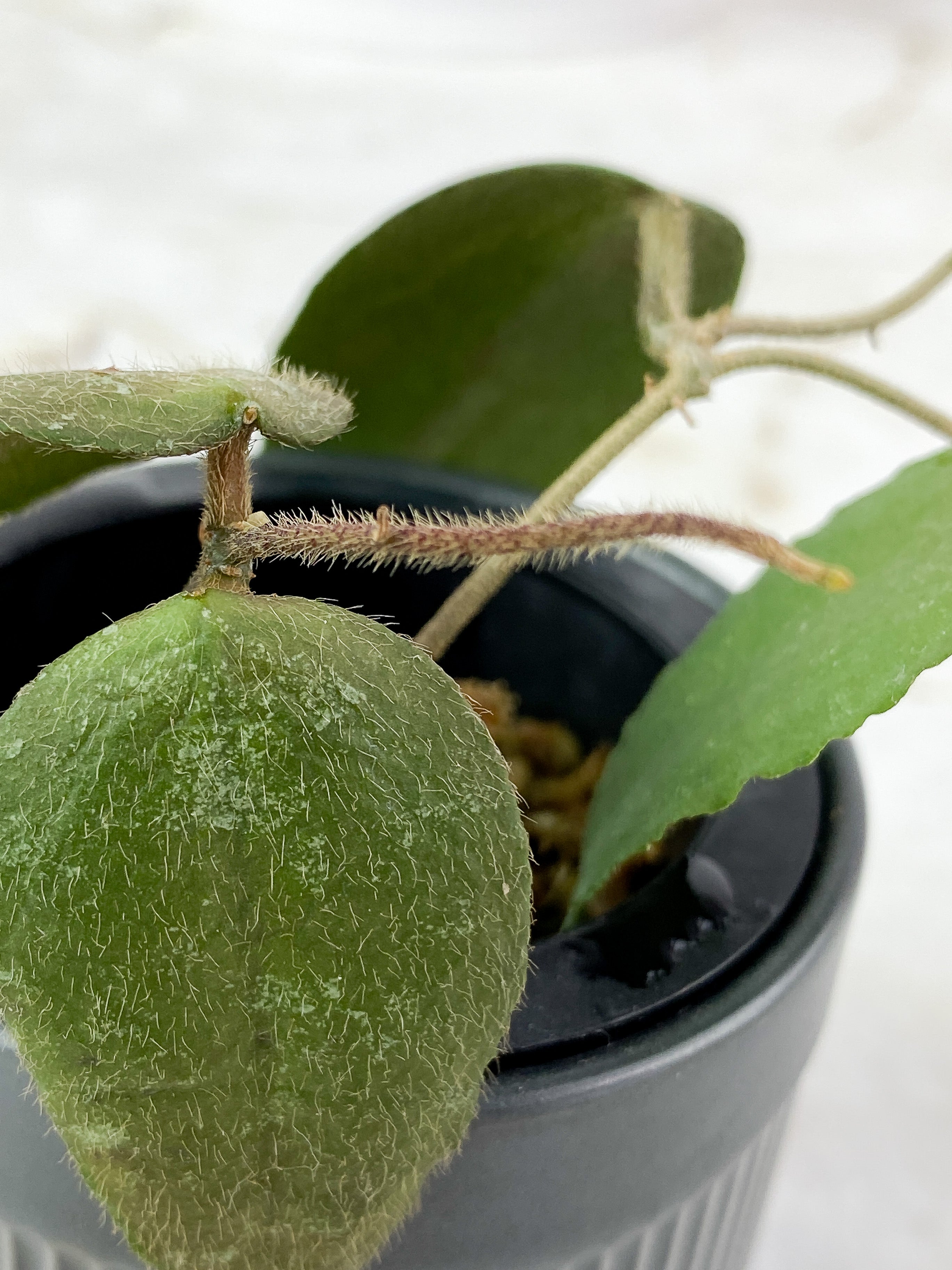 Hoya Caudata Sumatra 4 leaves rooted