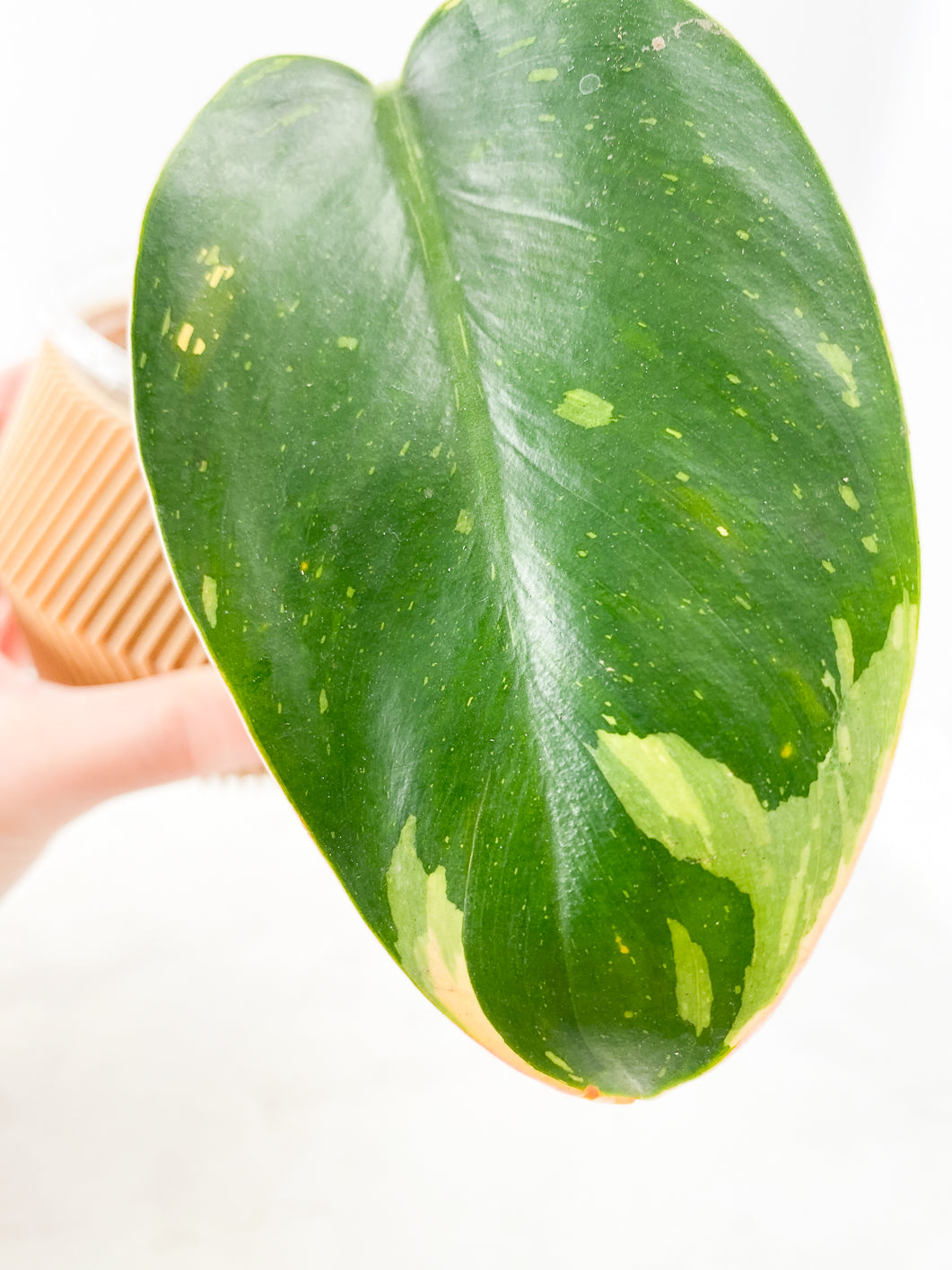 Philodendron  green congo hybrid variegatedRooted 1 leaf