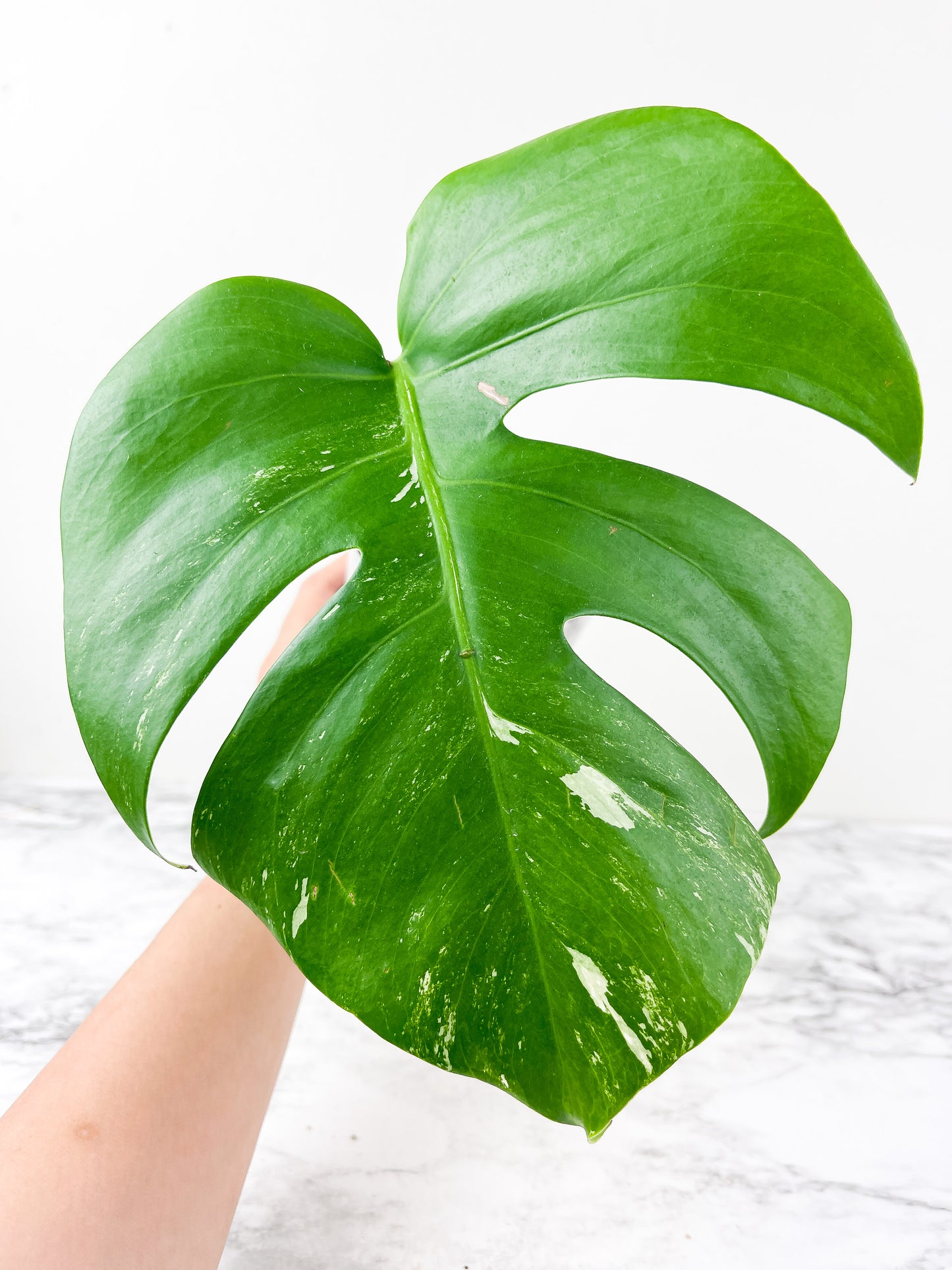 Monstera Albo Borsigiana1 leaf Rooted Coming from a rare selected  mother plant (Read description)