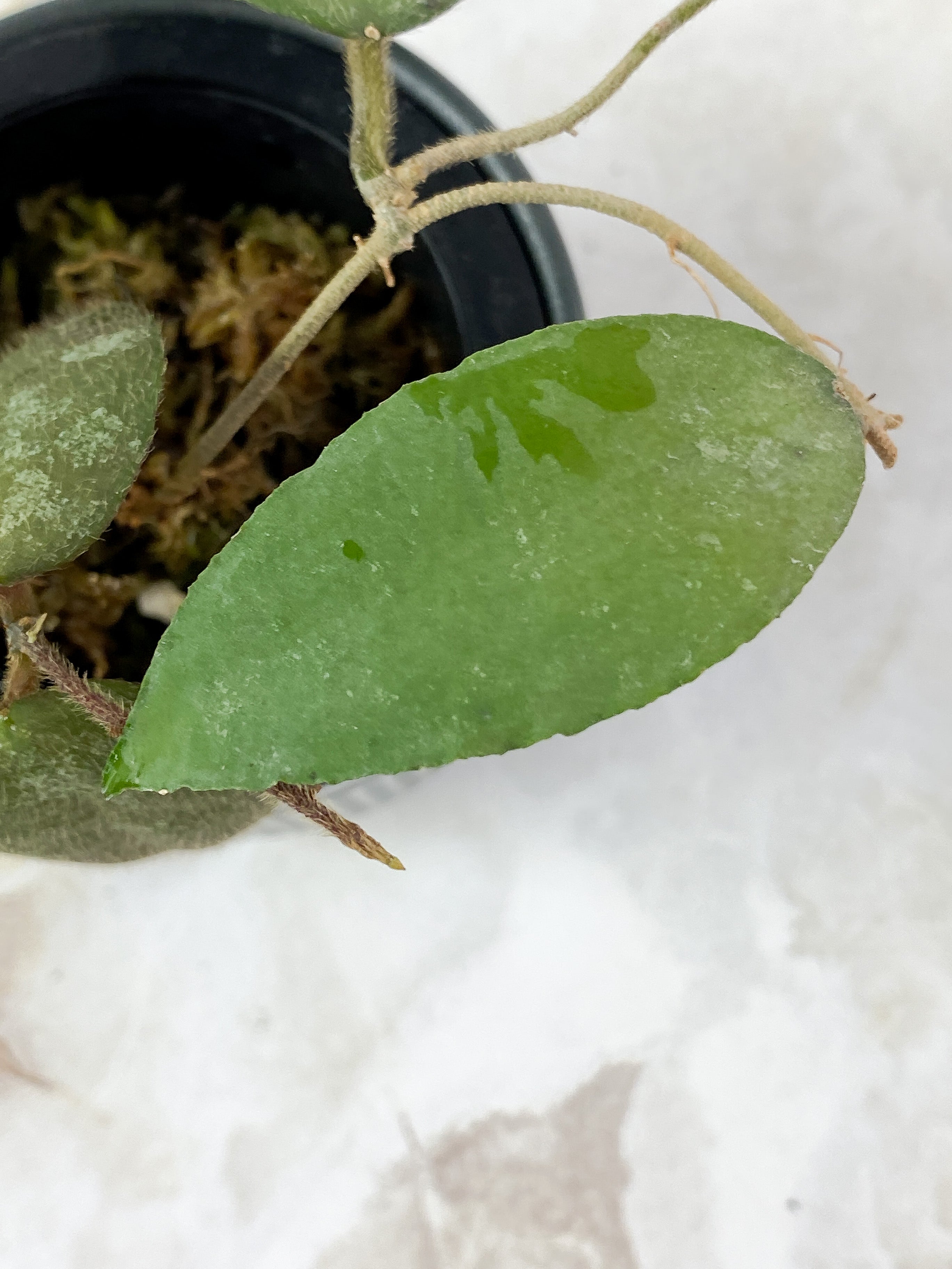 Hoya Caudata Sumatra 4 leaves rooted