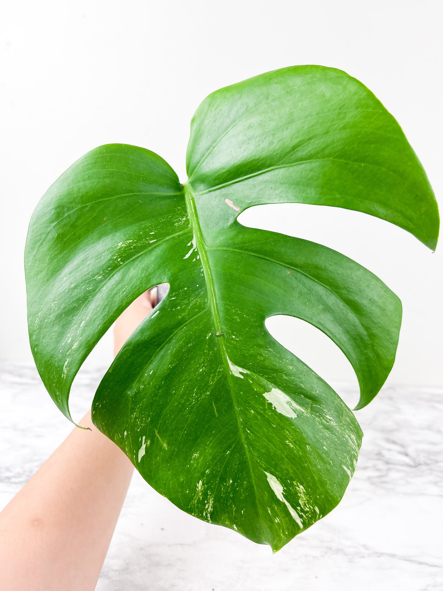 Monstera Albo Borsigiana1 leaf Rooted Coming from a rare selected  mother plant (Read description)