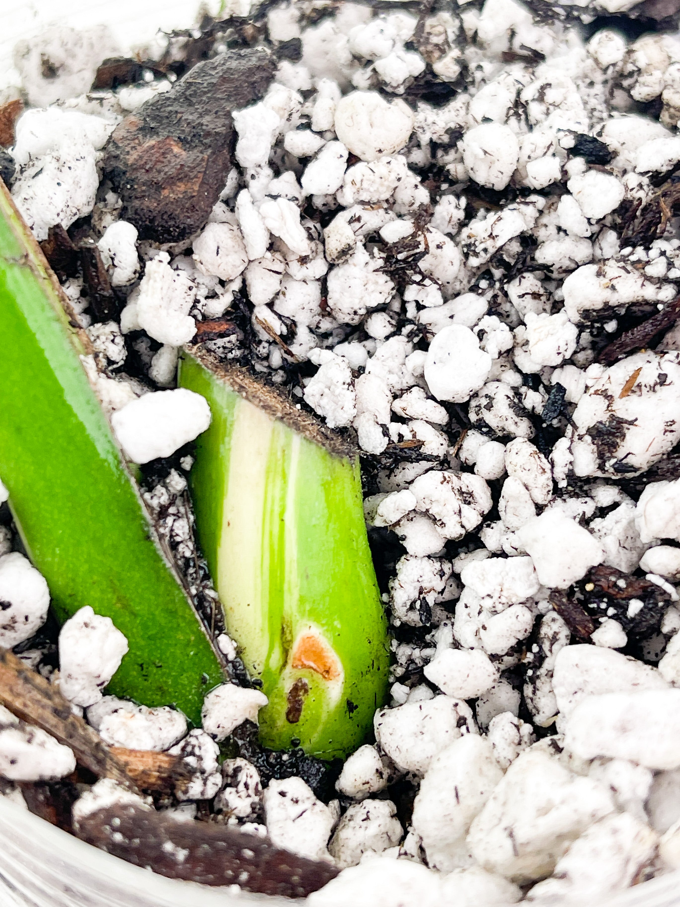 Monstera Albo Borsigiana1 leaf Rooted Coming from a rare selected  mother plant (Read description)