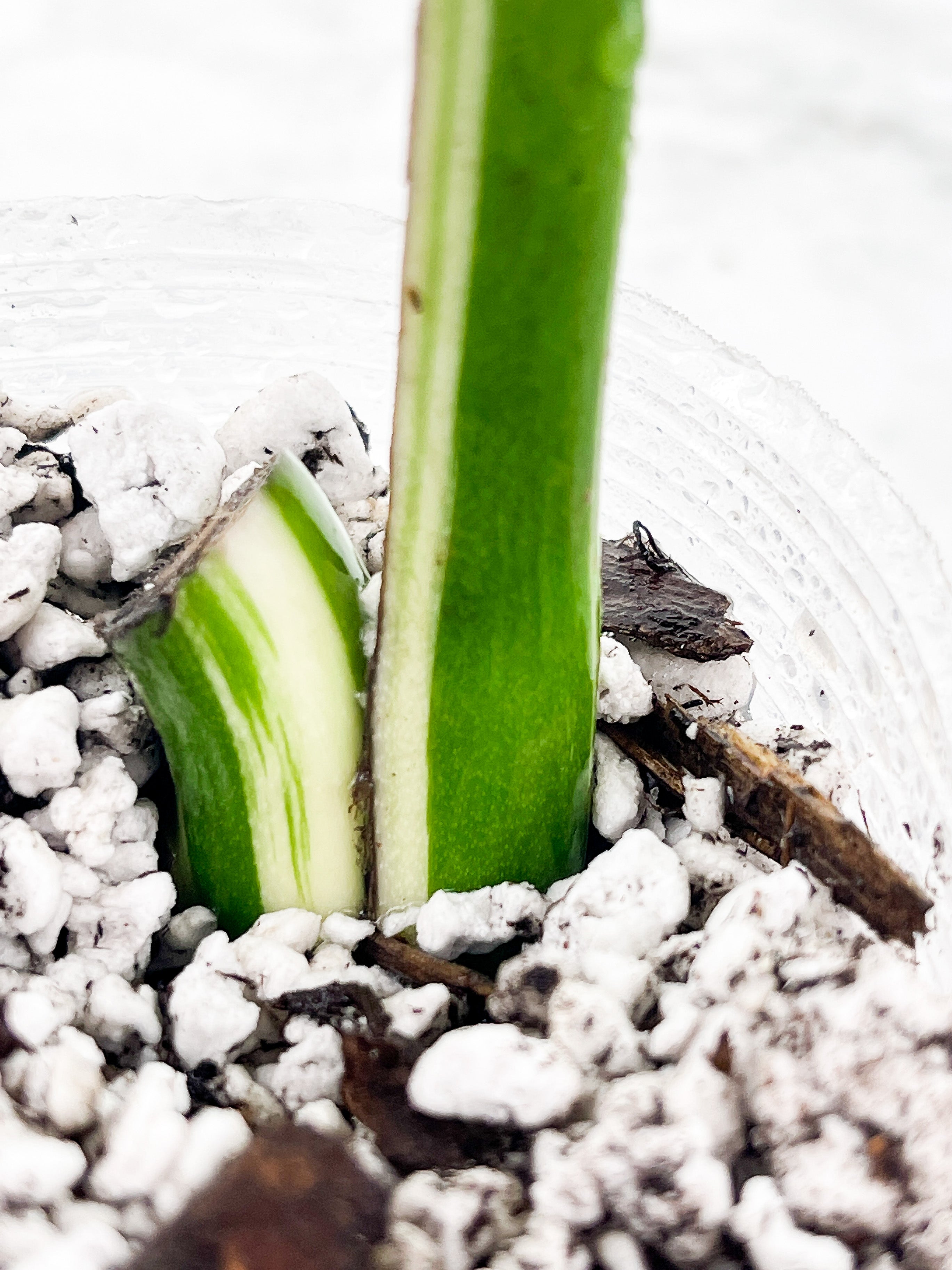 Monstera Albo Borsigiana1 leaf Rooted Coming from a rare selected  mother plant (Read description)