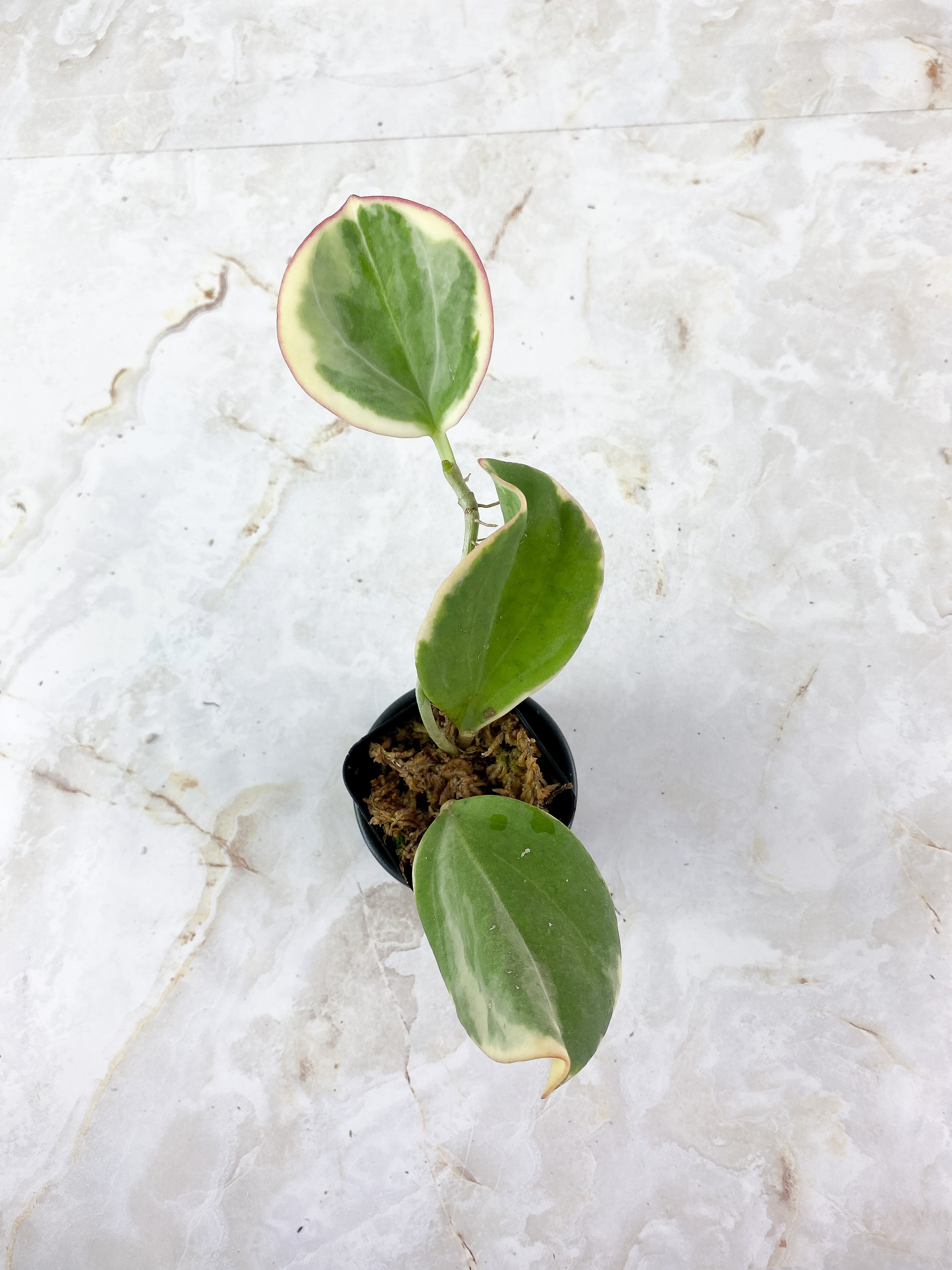 Hoya Pachyclada Variegated  3 leaves rooted aerial roots