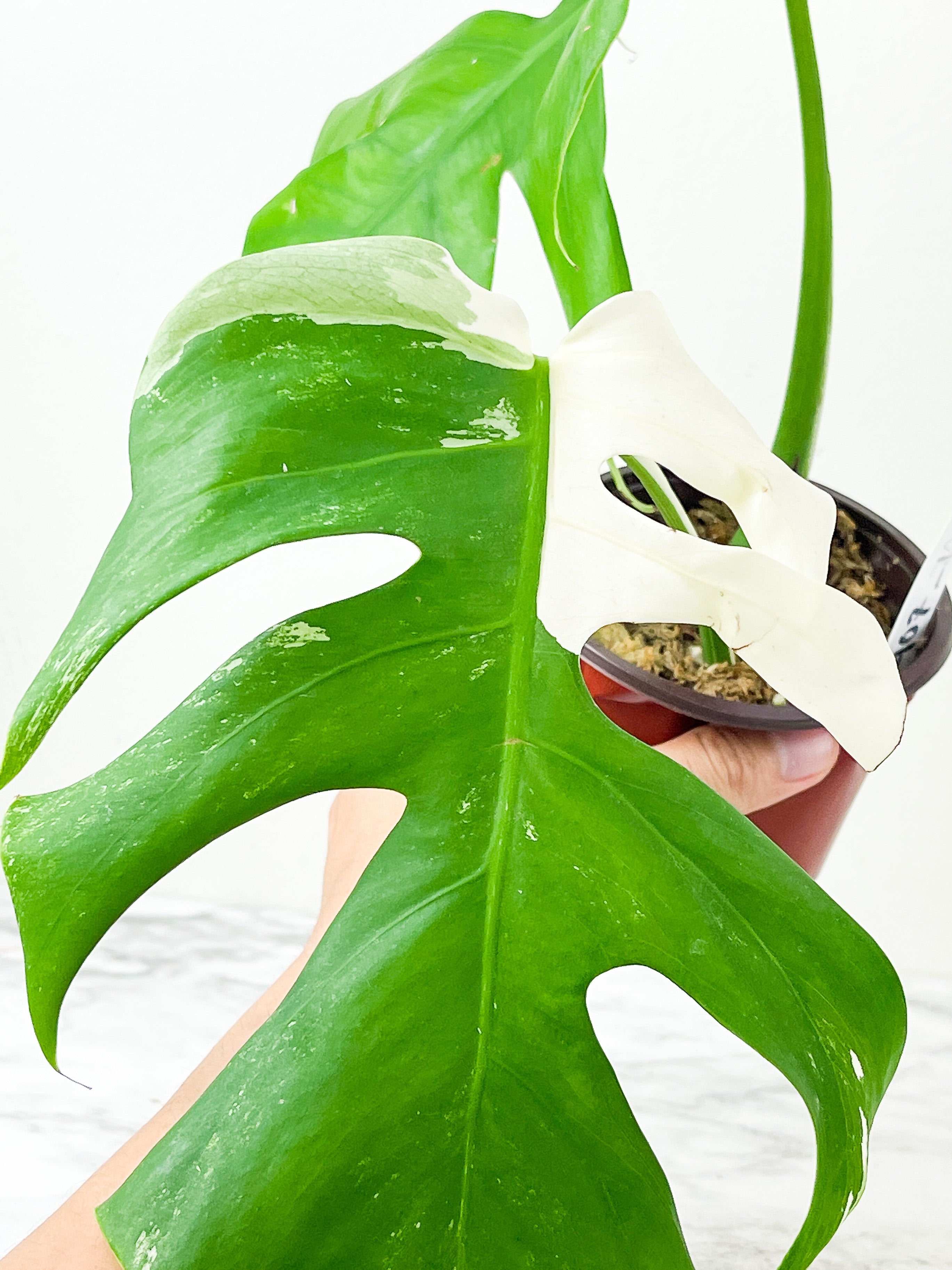 Monstera Albo Borsigiana1 leaf Rooted Coming from a rare selected  mother plant (Read description)