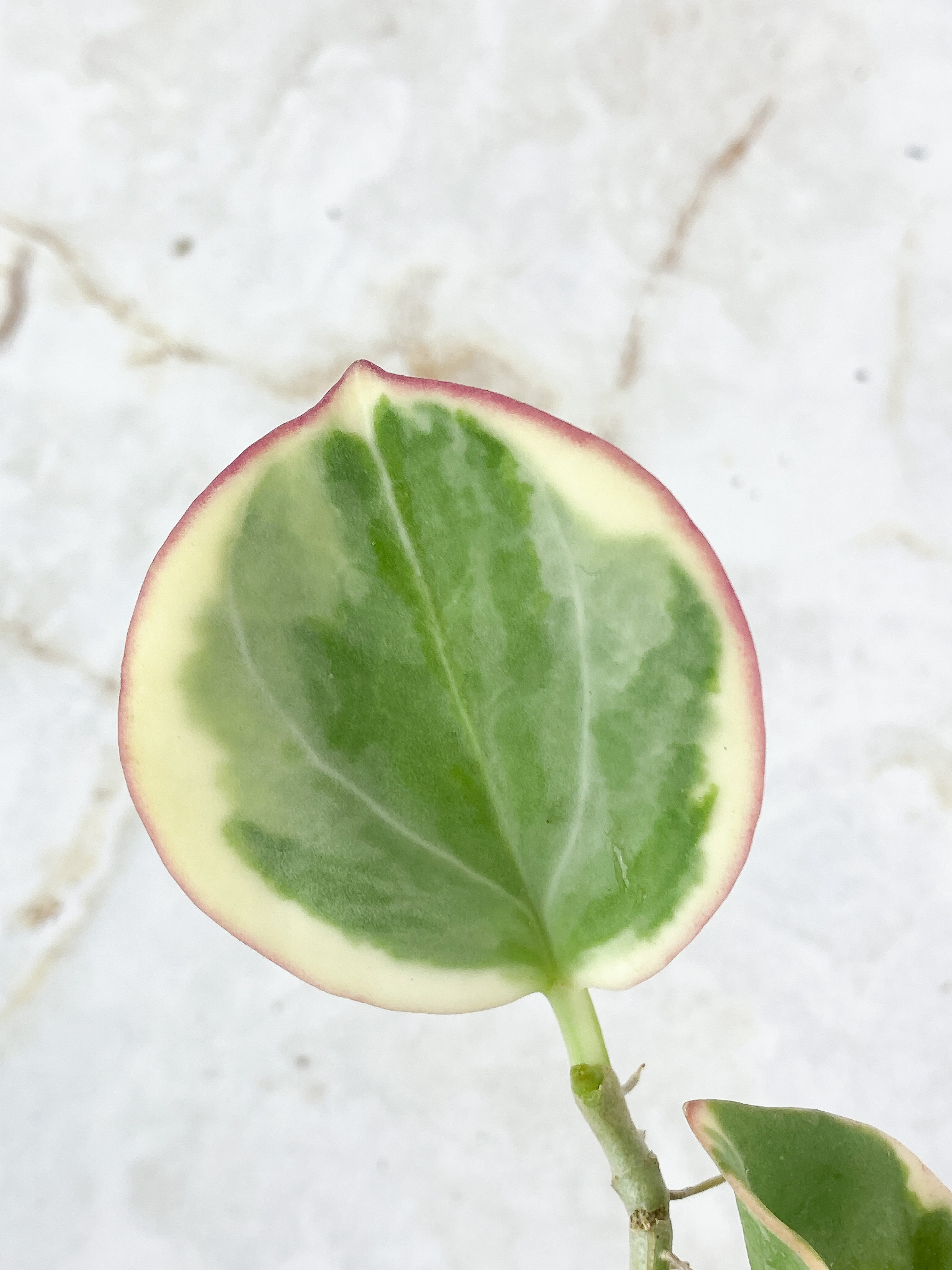 Hoya Pachyclada Variegated  3 leaves rooted aerial roots