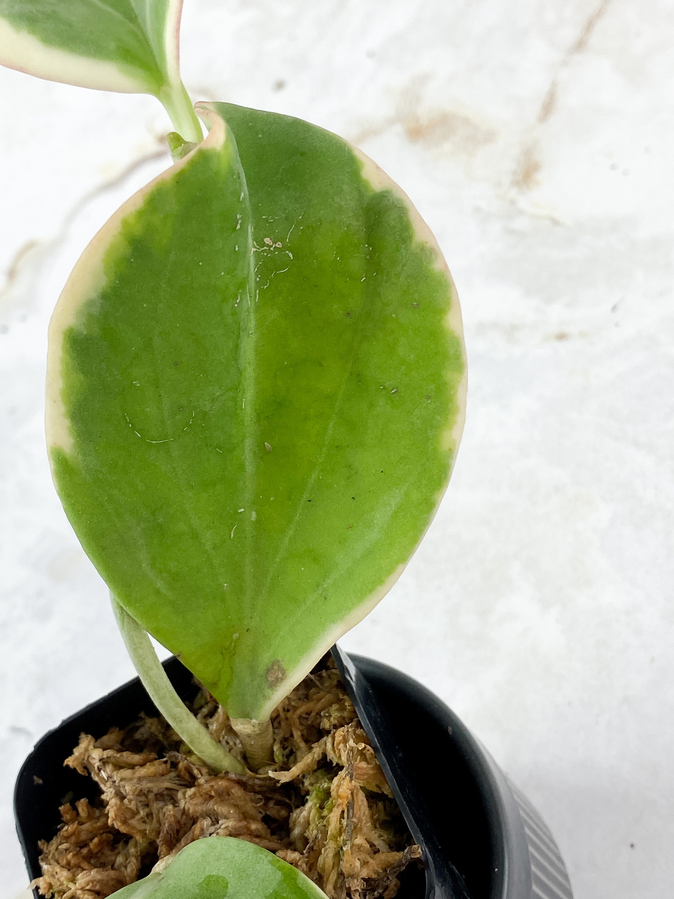 Hoya Pachyclada Variegated  3 leaves rooted aerial roots