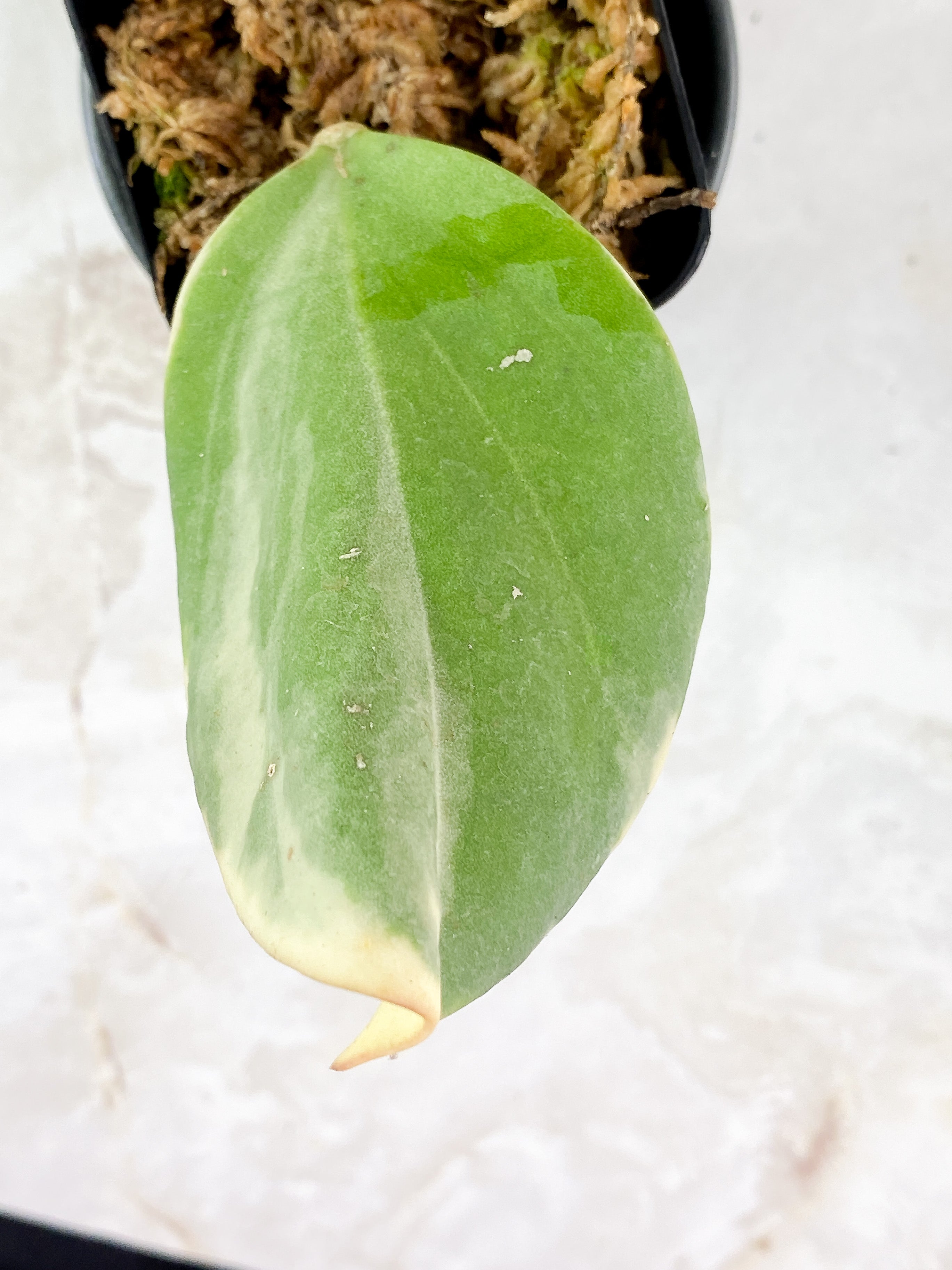 Hoya Pachyclada Variegated  3 leaves rooted aerial roots