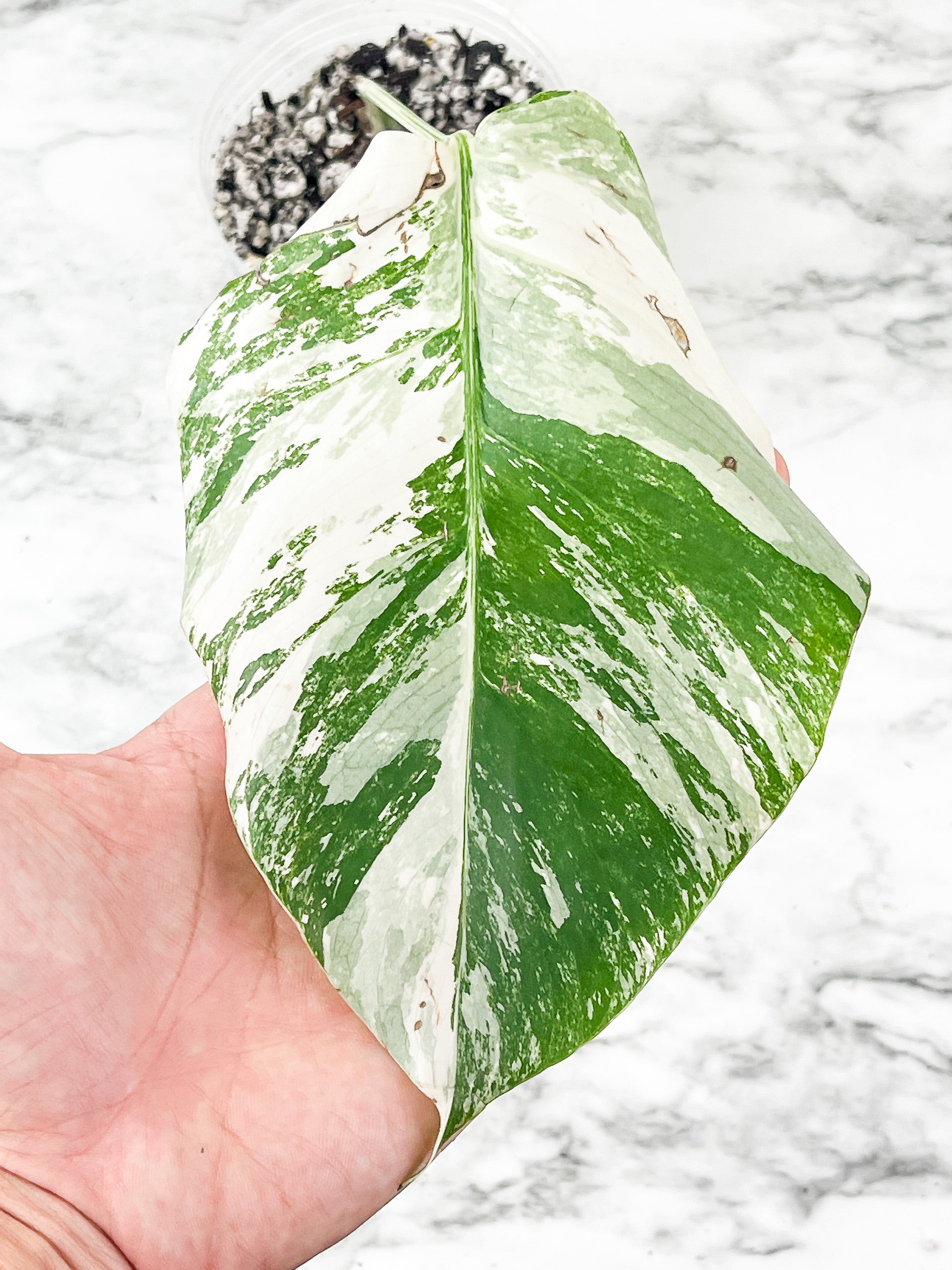 Monstera Albo Borsigiana 1 leaf Rooted Highly Variegated