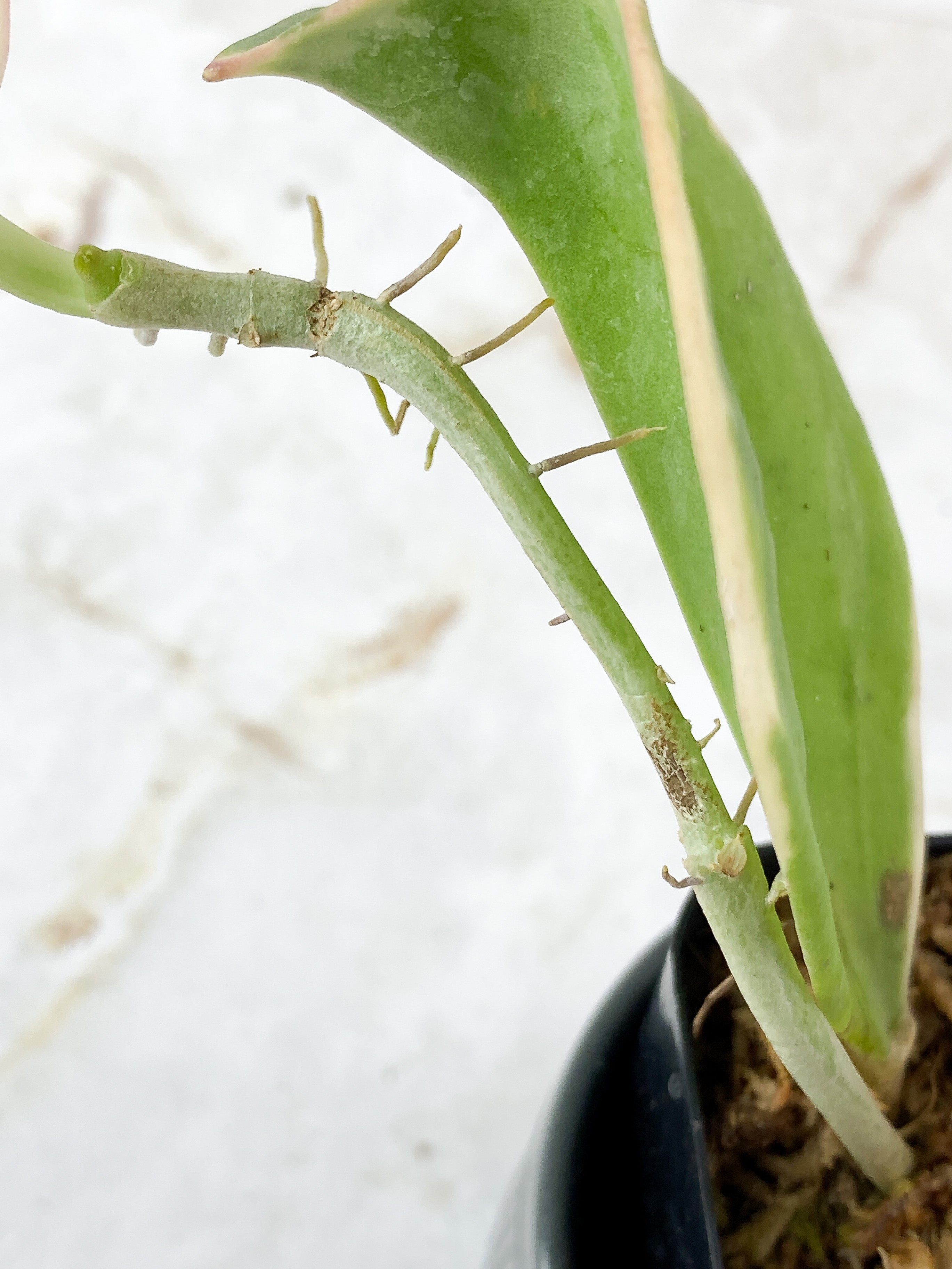 Hoya Pachyclada Variegated  3 leaves rooted aerial roots
