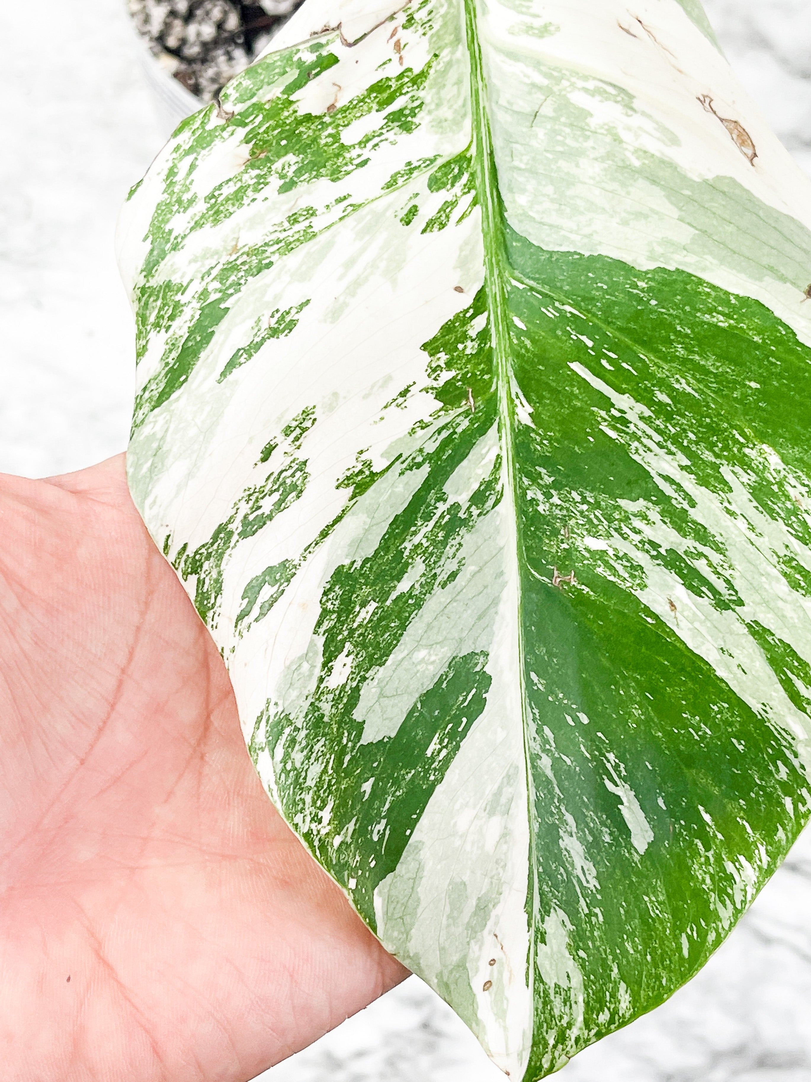 Monstera Albo Borsigiana 1 leaf Rooted Highly Variegated