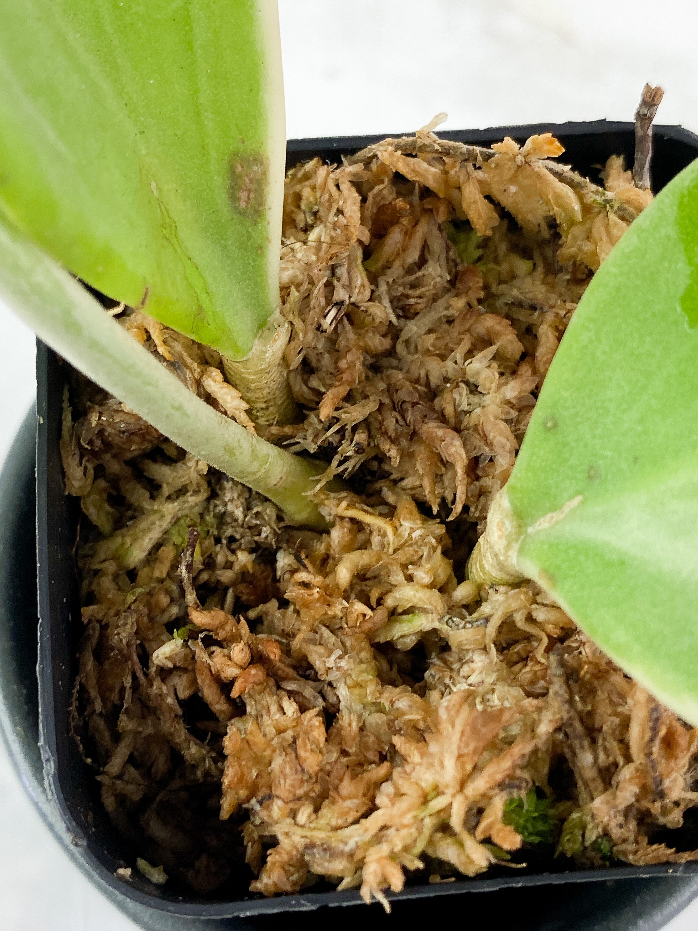 Hoya Pachyclada Variegated  3 leaves rooted aerial roots