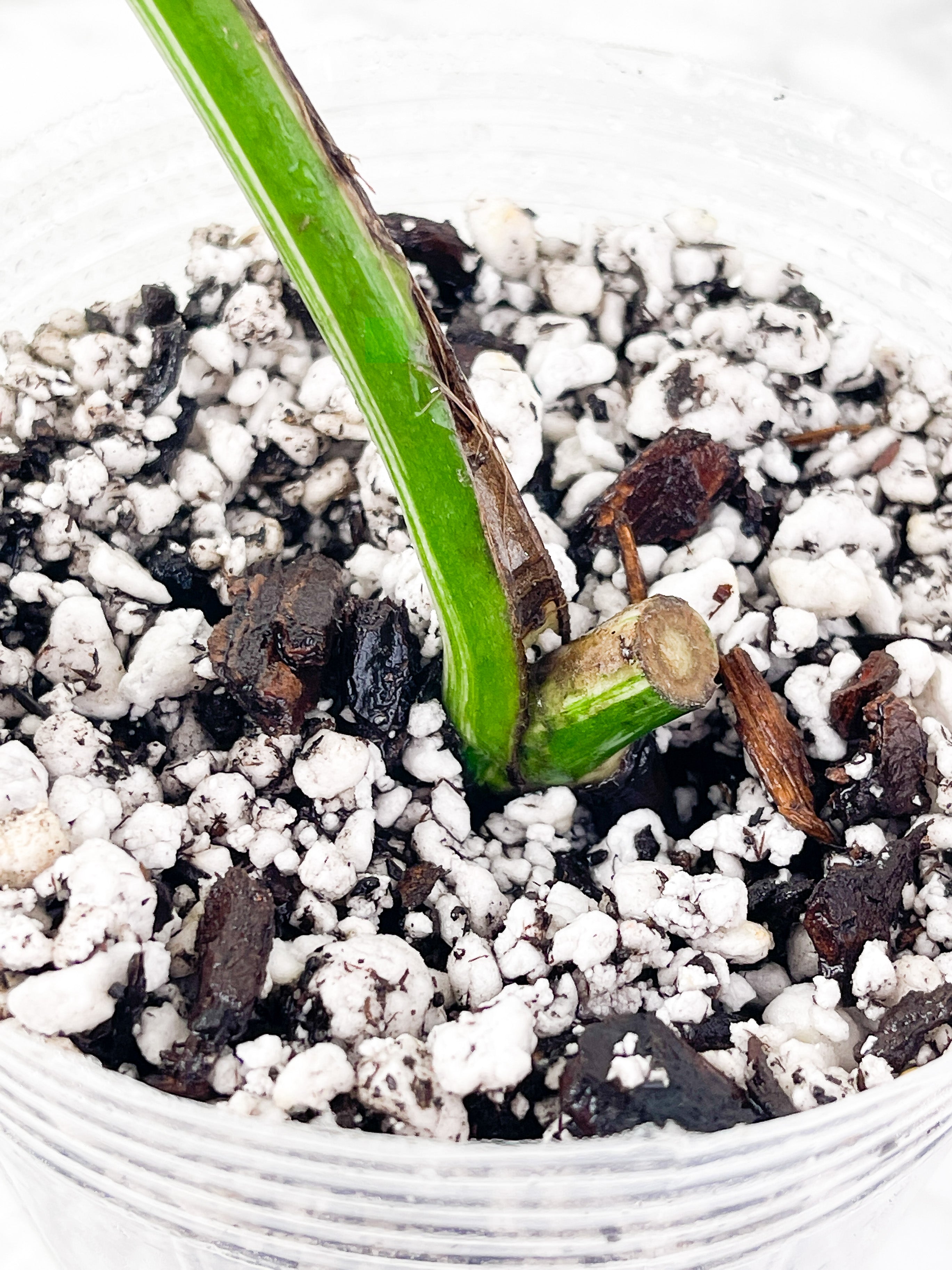 Monstera Albo Borsigiana 1 leaf Rooted Highly Variegated