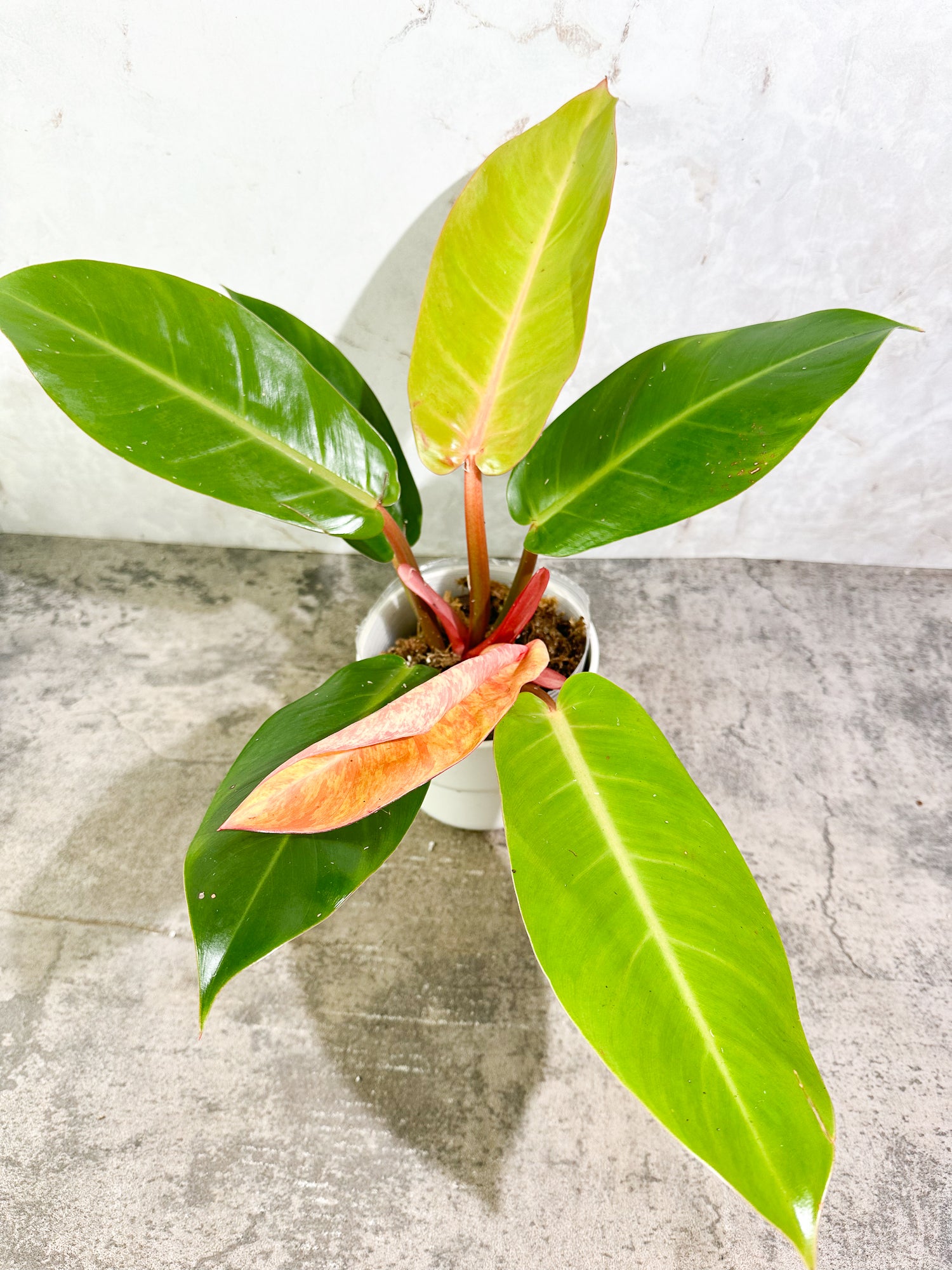 Unicorn: philodendron prince of orange variegated