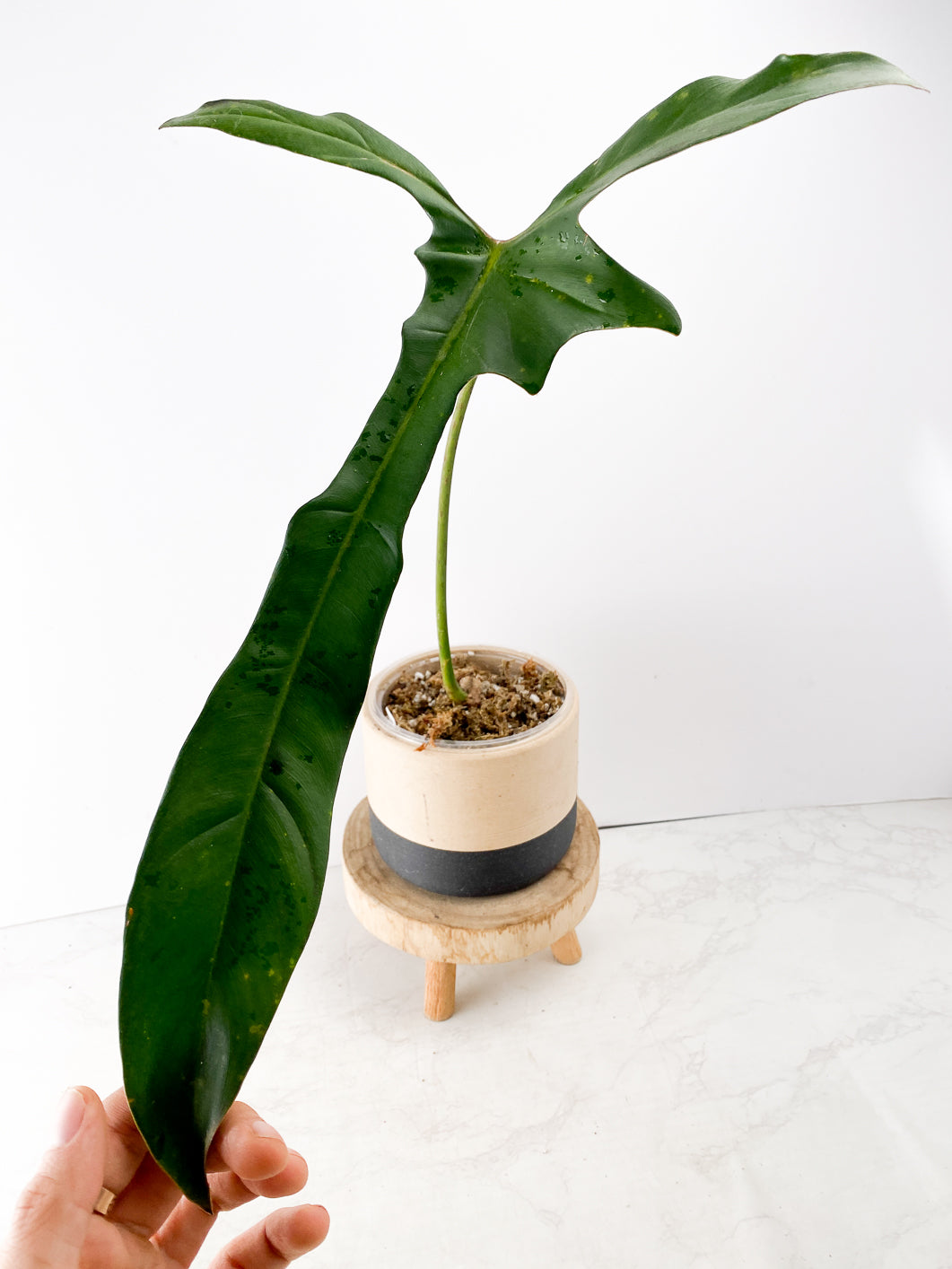 Philodendron longilobatum Lelano Miyano 1 big leaf 3 nodes