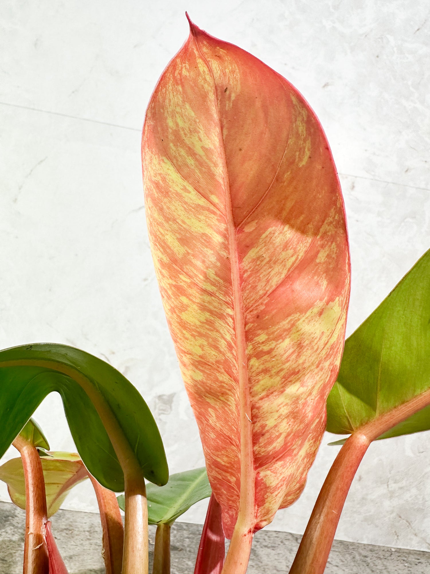 Unicorn: philodendron prince of orange variegated