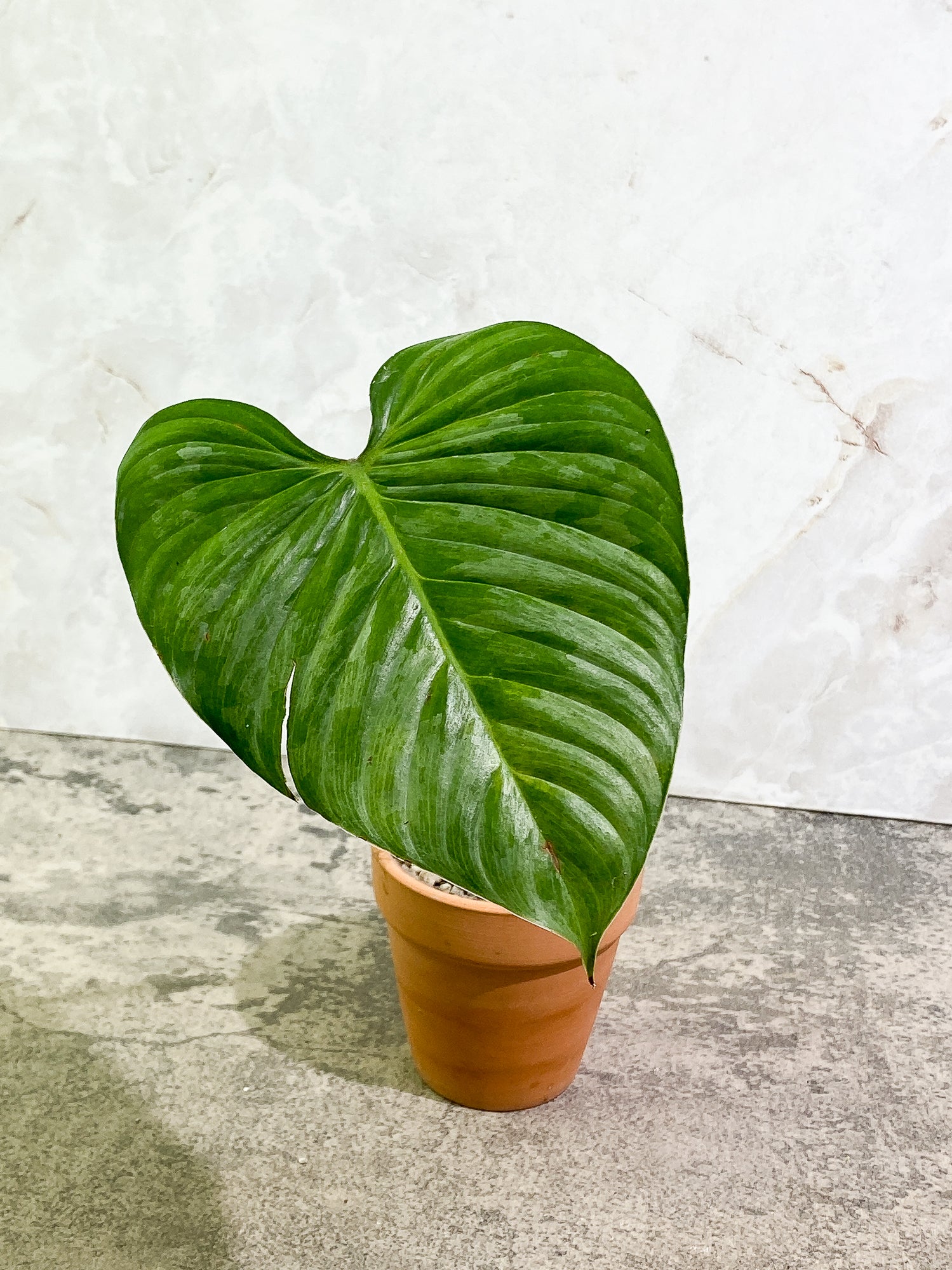 Philodendron Sodiroi 1 leaf slightly rooted