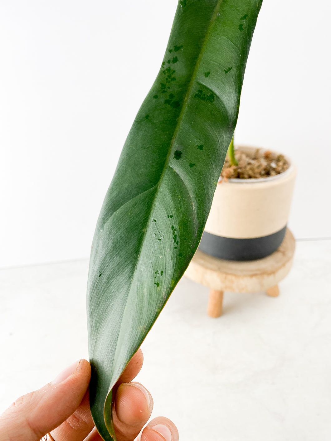 Philodendron longilobatum Lelano Miyano 1 big leaf 3 nodes