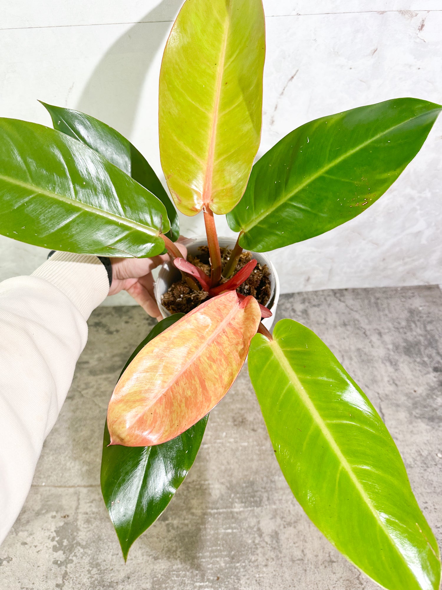 Unicorn: philodendron prince of orange variegated