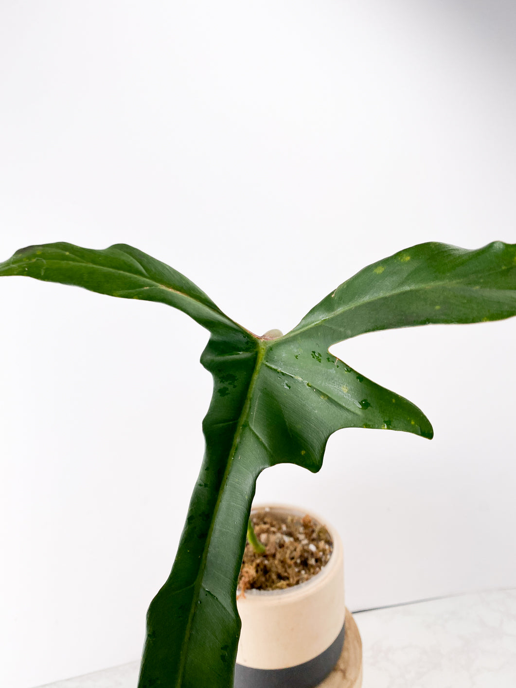 Philodendron longilobatum Lelano Miyano 1 big leaf 3 nodes