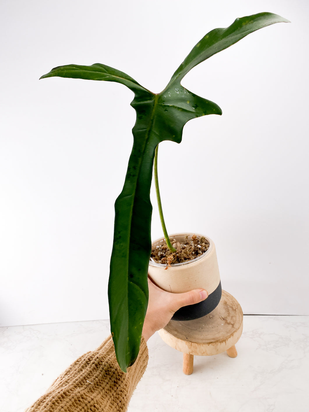 Philodendron longilobatum Lelano Miyano Slightly Rooted 4 nodes (Leafless)