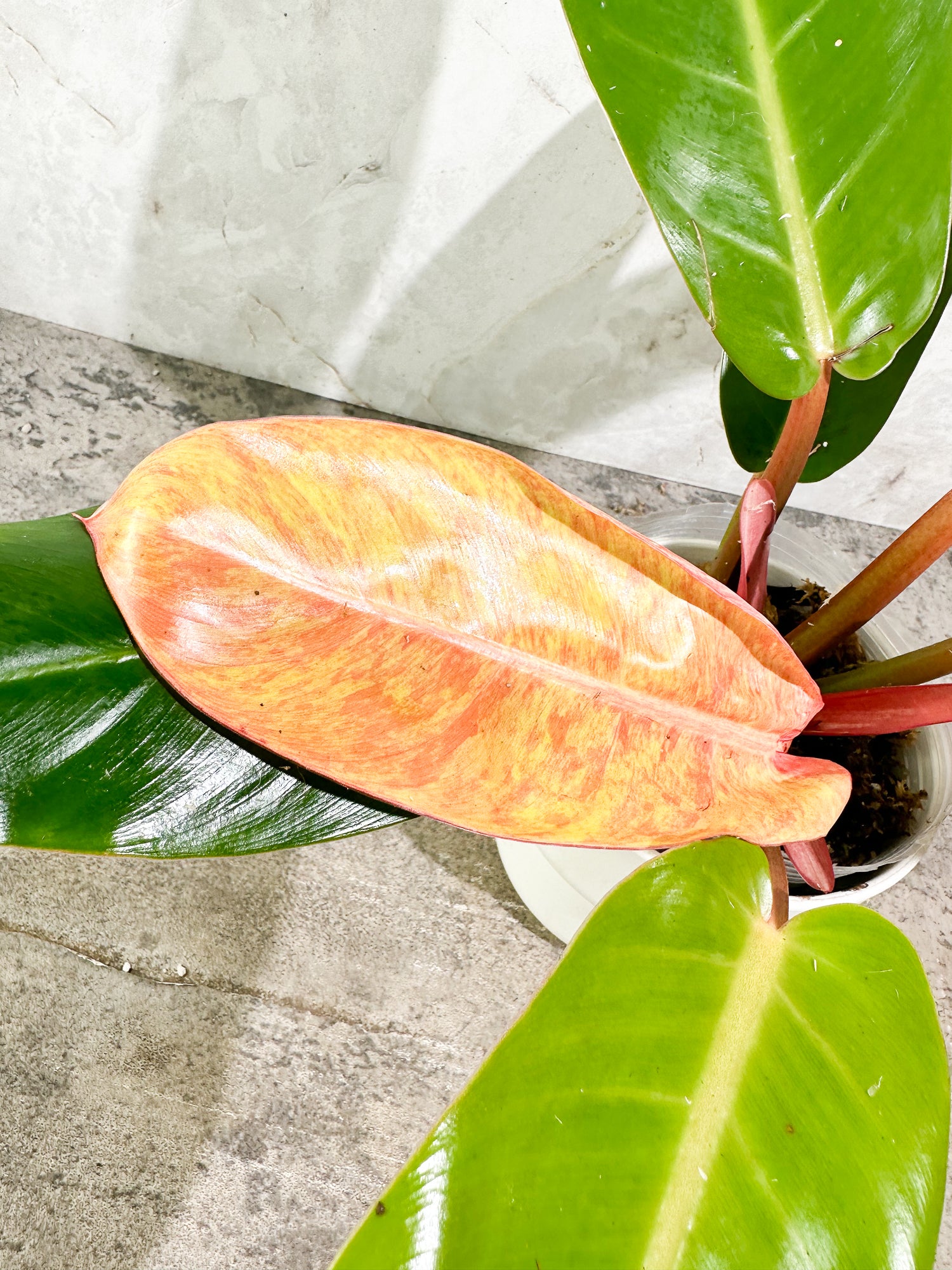 Unicorn: philodendron prince of orange variegated