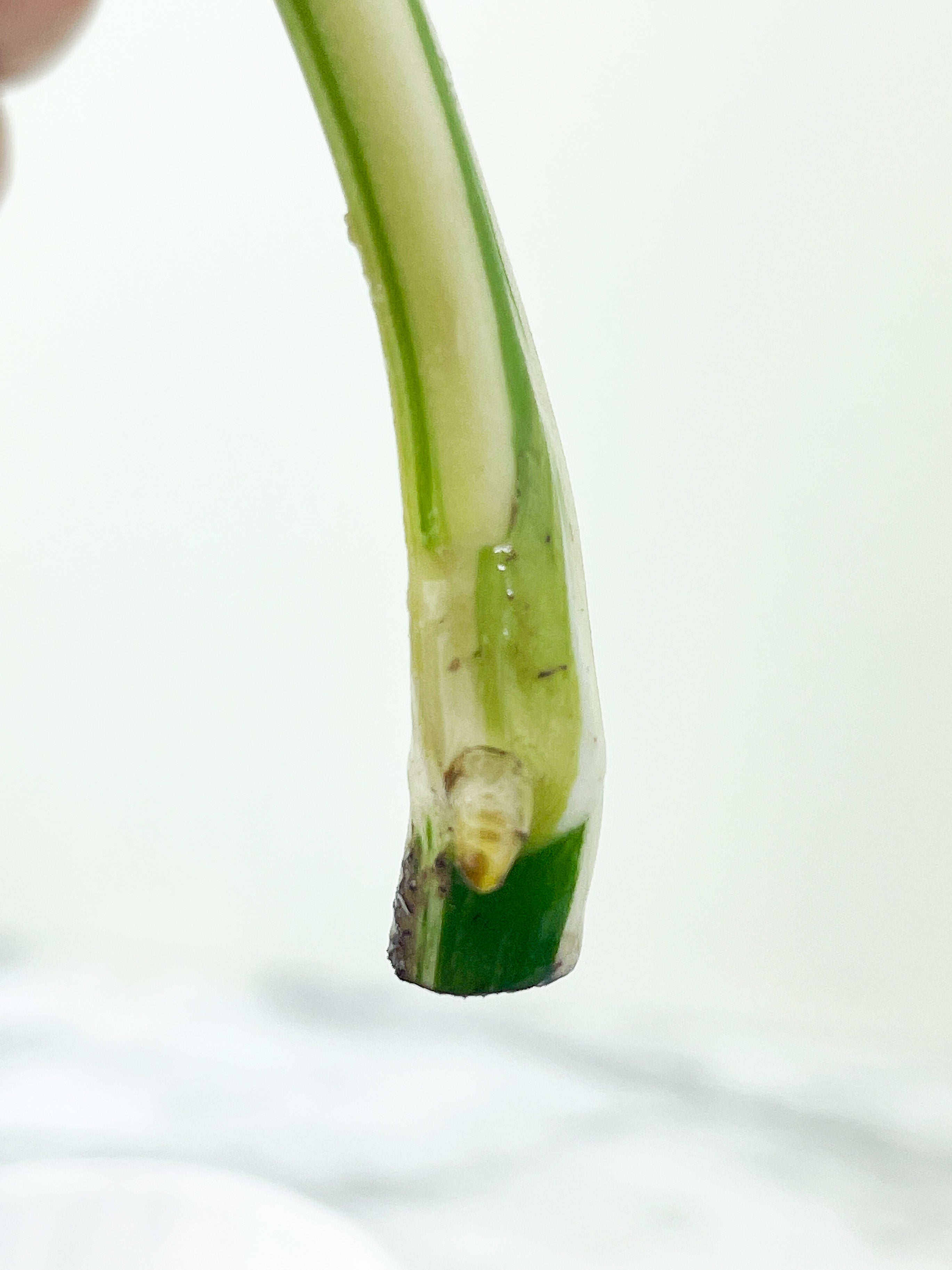 Monstera Albo Borsigiana 2 leaves top cutting Rooting Highly Variegated