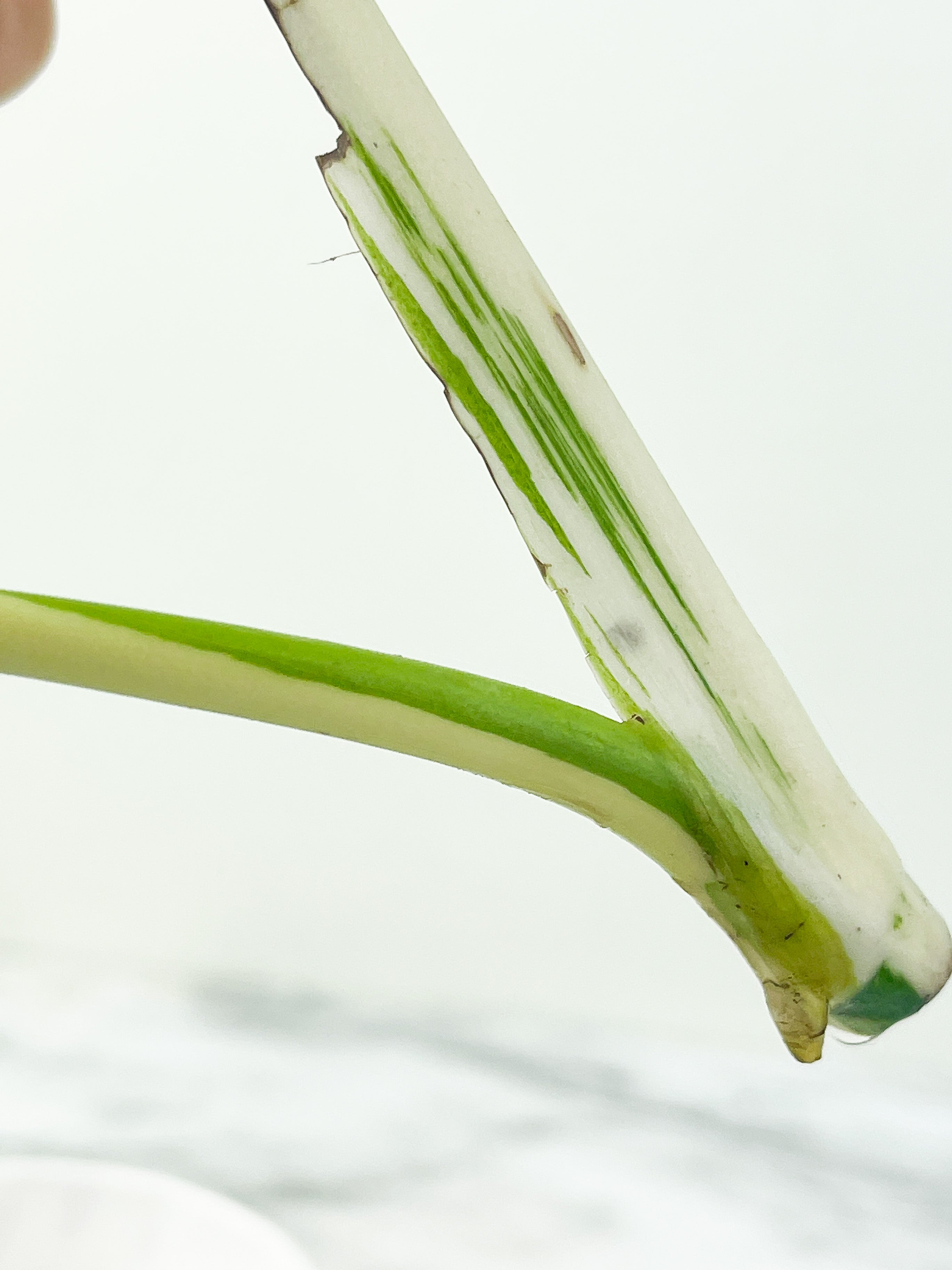 Monstera Albo Borsigiana 2 leaves top cutting Rooting Highly Variegated