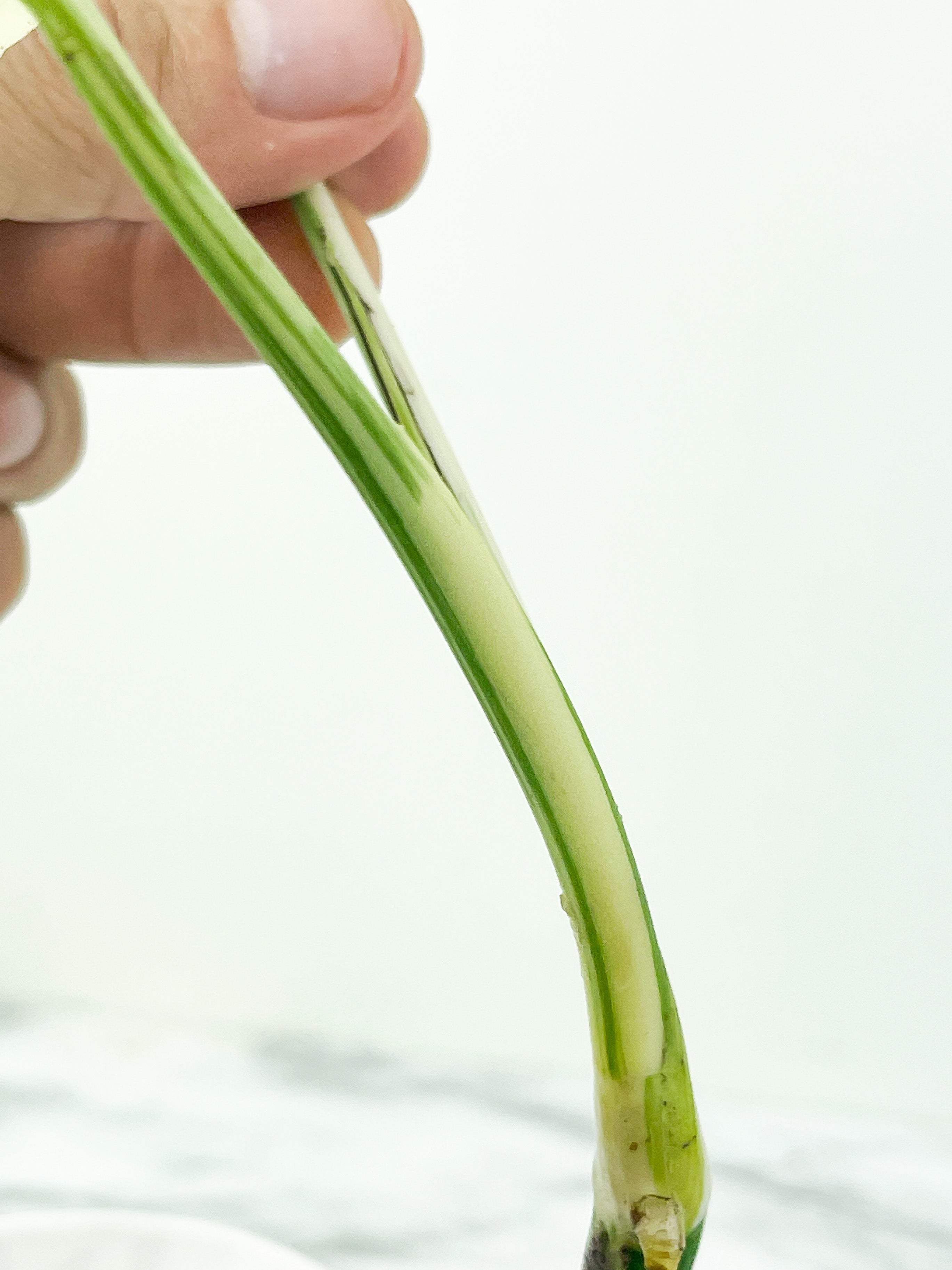 Monstera Albo Borsigiana 2 leaves top cutting Rooting Highly Variegated