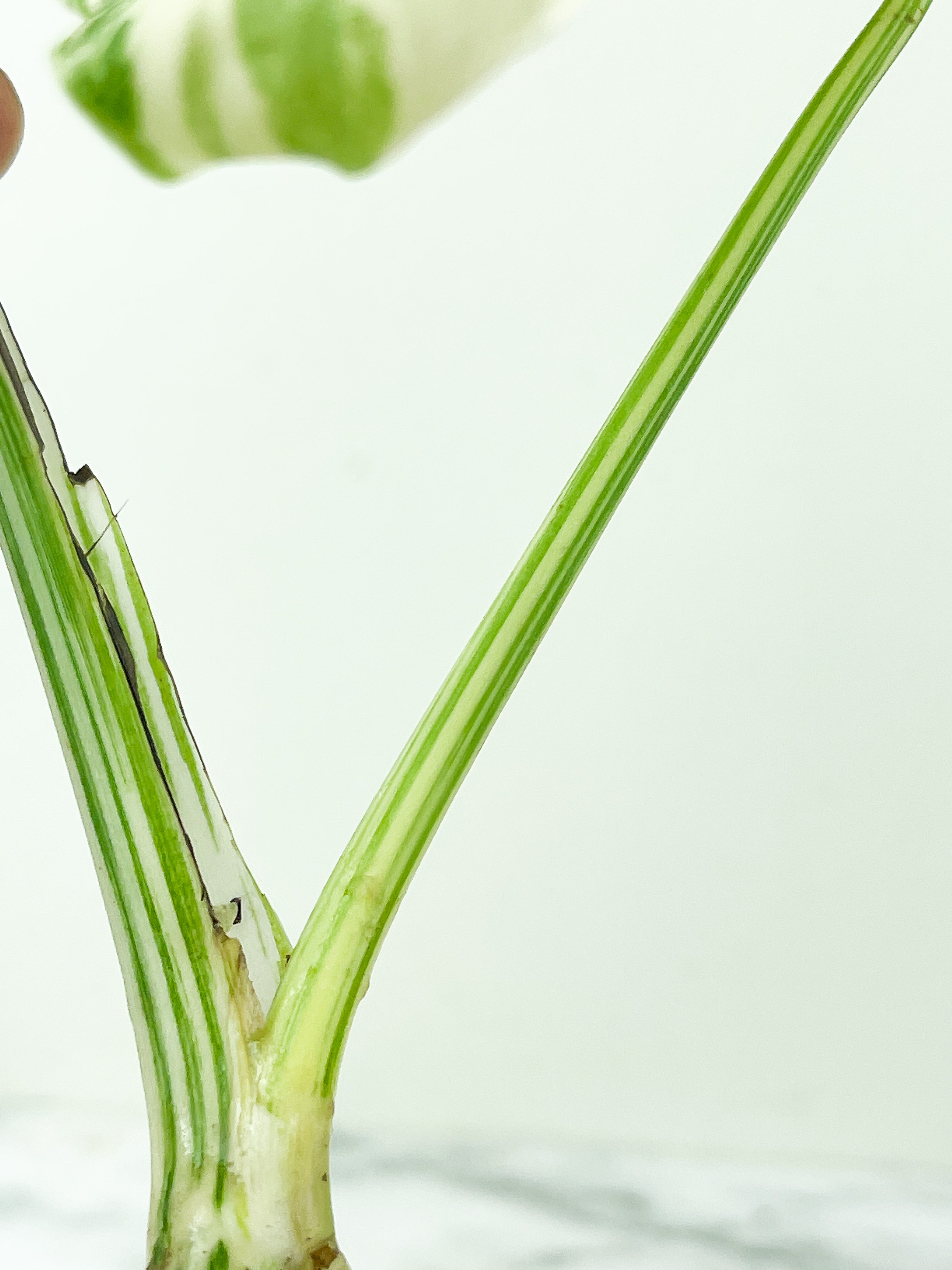 Monstera Albo Borsigiana 2 leaves top cutting Rooting Highly Variegated