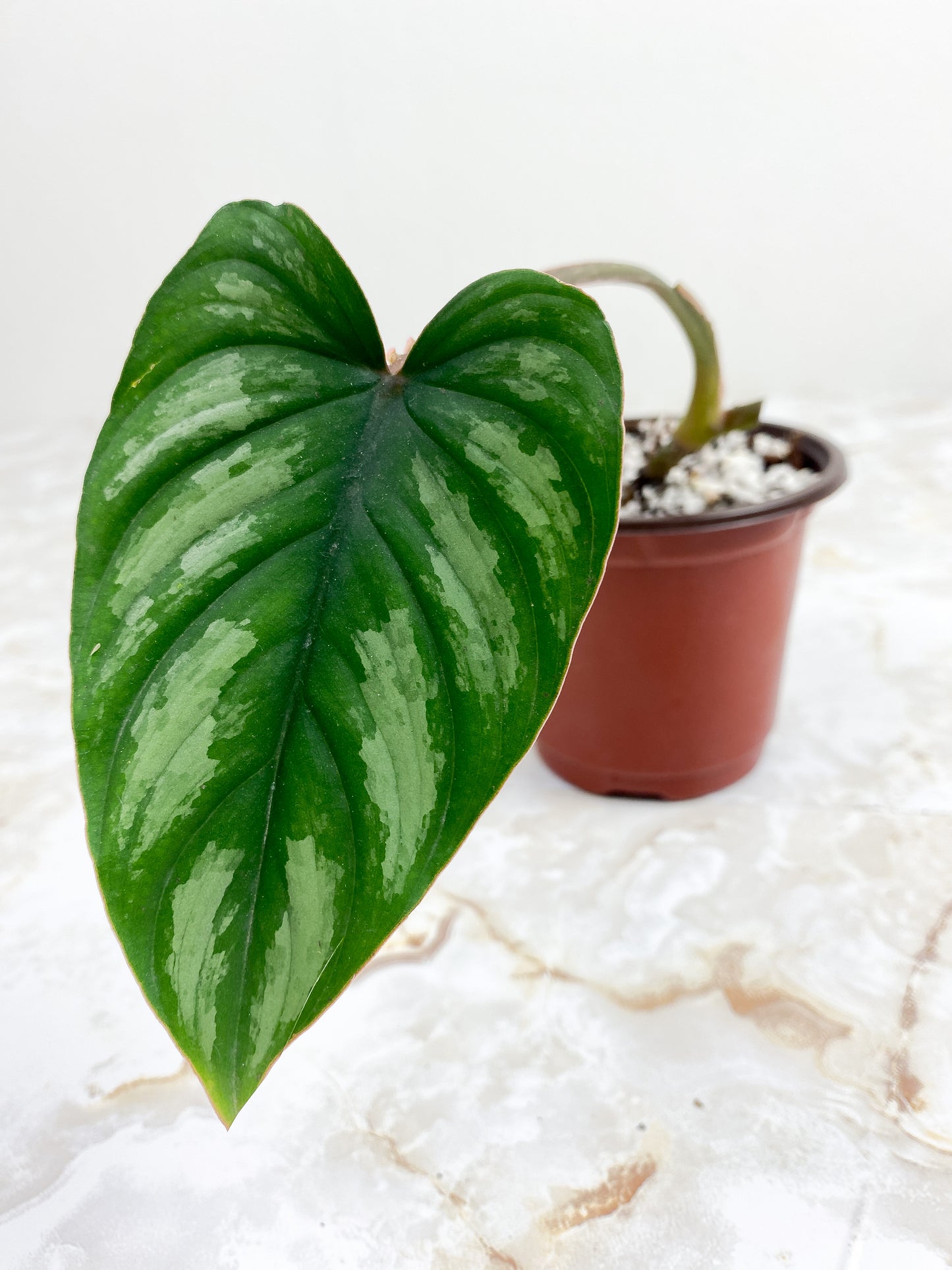Philodendron Mamei Silver Cloud  rooted 1 leaf