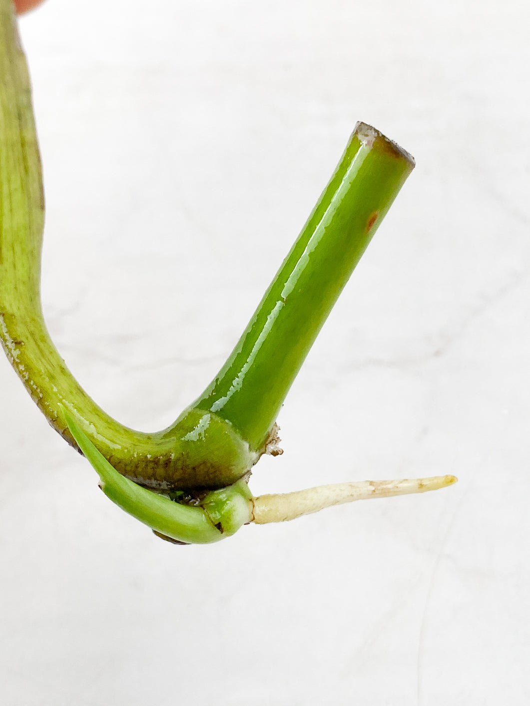 Monstera sierrana Rooting sprout