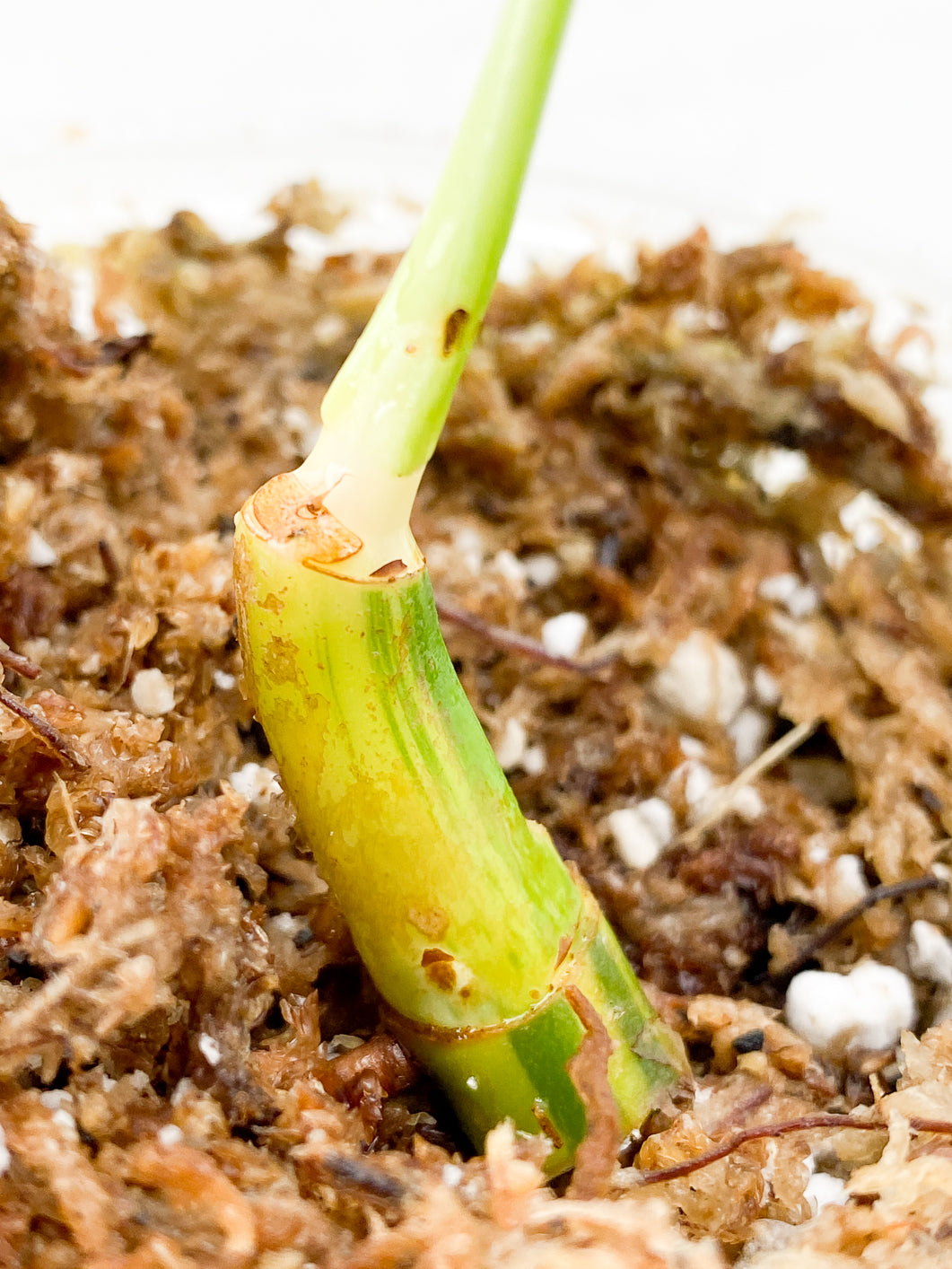 Philodendron  Bipennifolium Variegated Rooted sprout extra 2 nodes