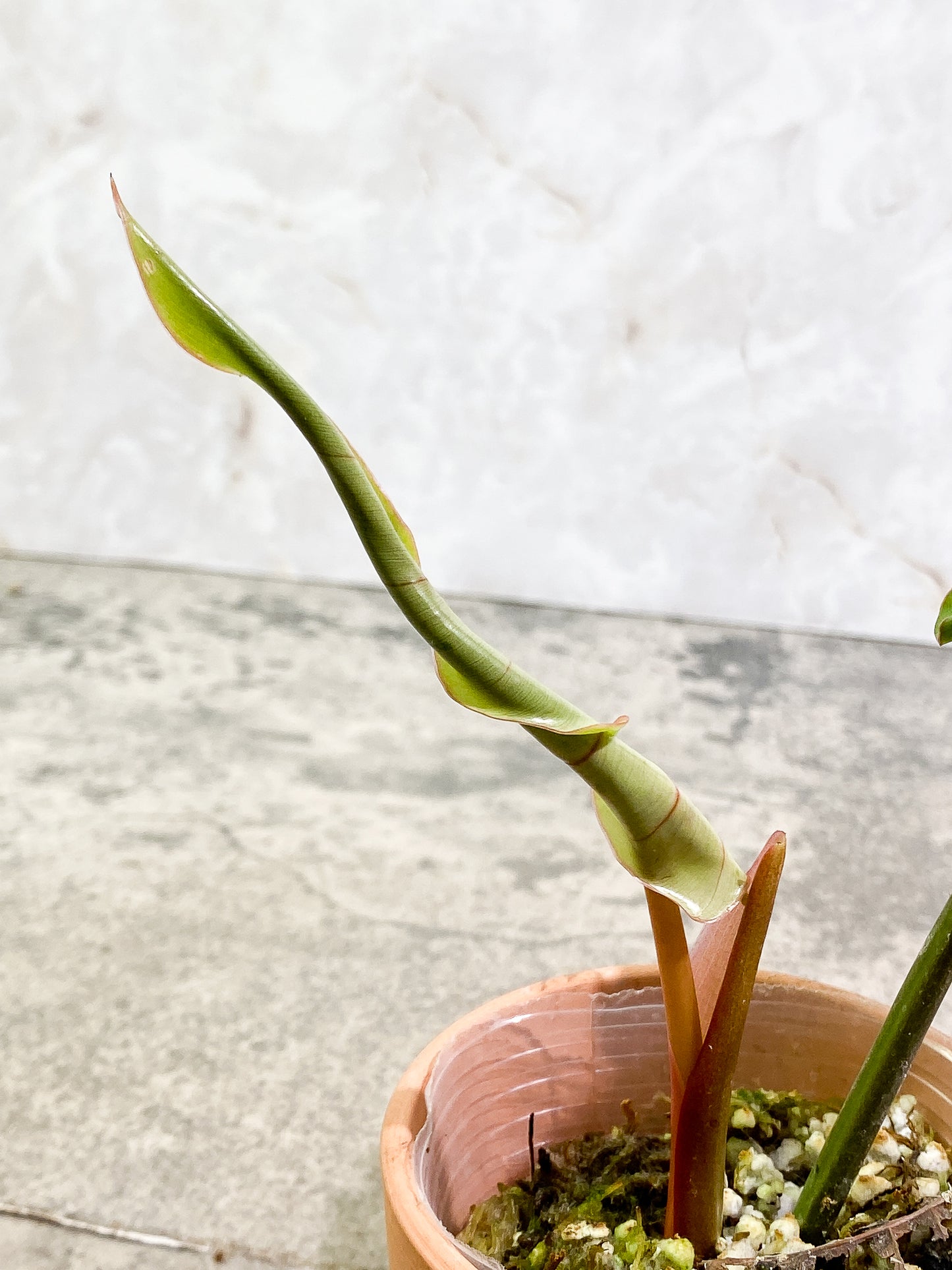 Philodendron Snow Drift 1 leaf 1 unfurling rooting