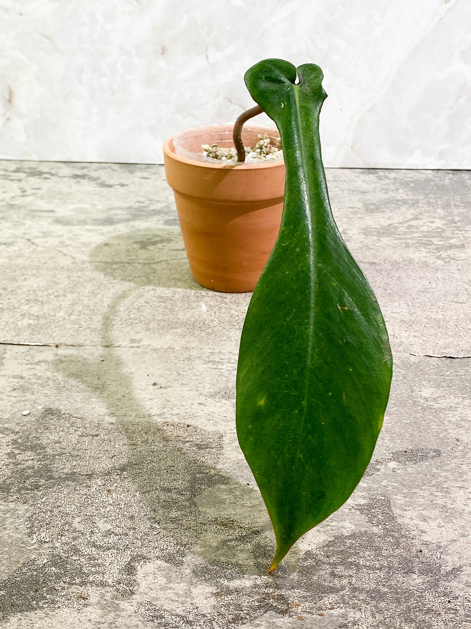 Philodendron Joepii 1 8,1/2in leaf slightly rooted