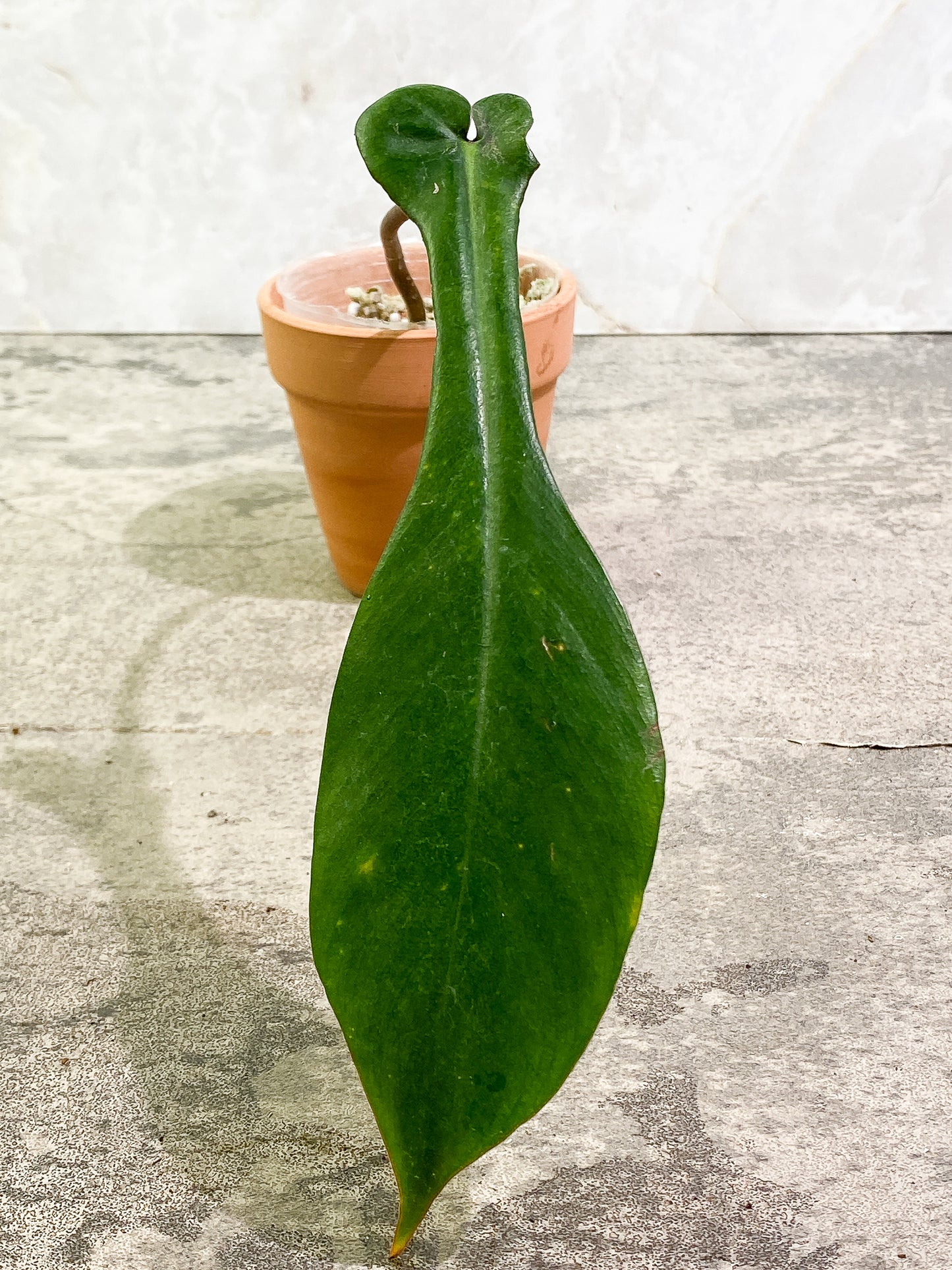 Philodendron Joepii 1 8,1/2in leaf slightly rooted