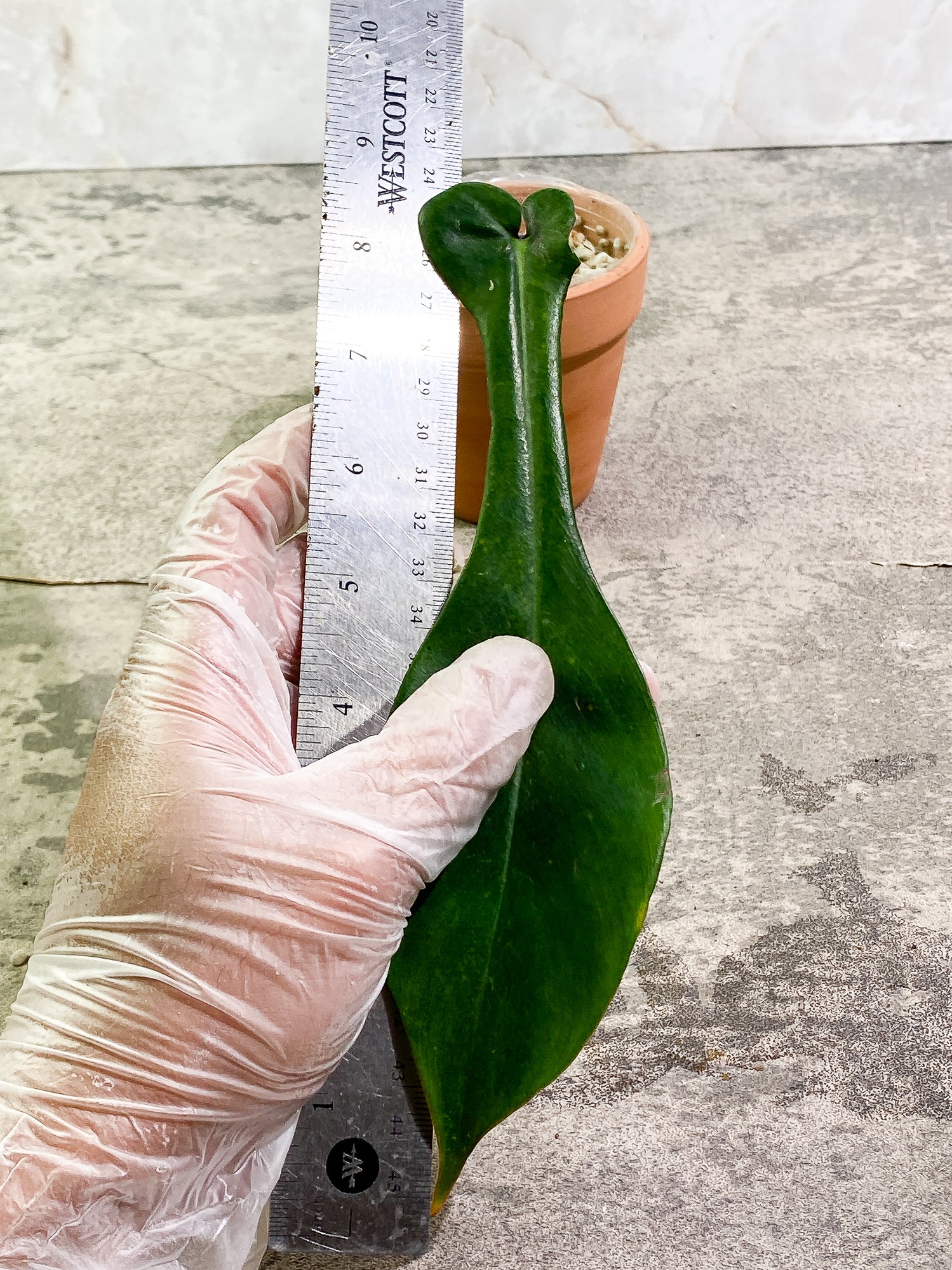 Philodendron Joepii 1 8,1/2in leaf slightly rooted