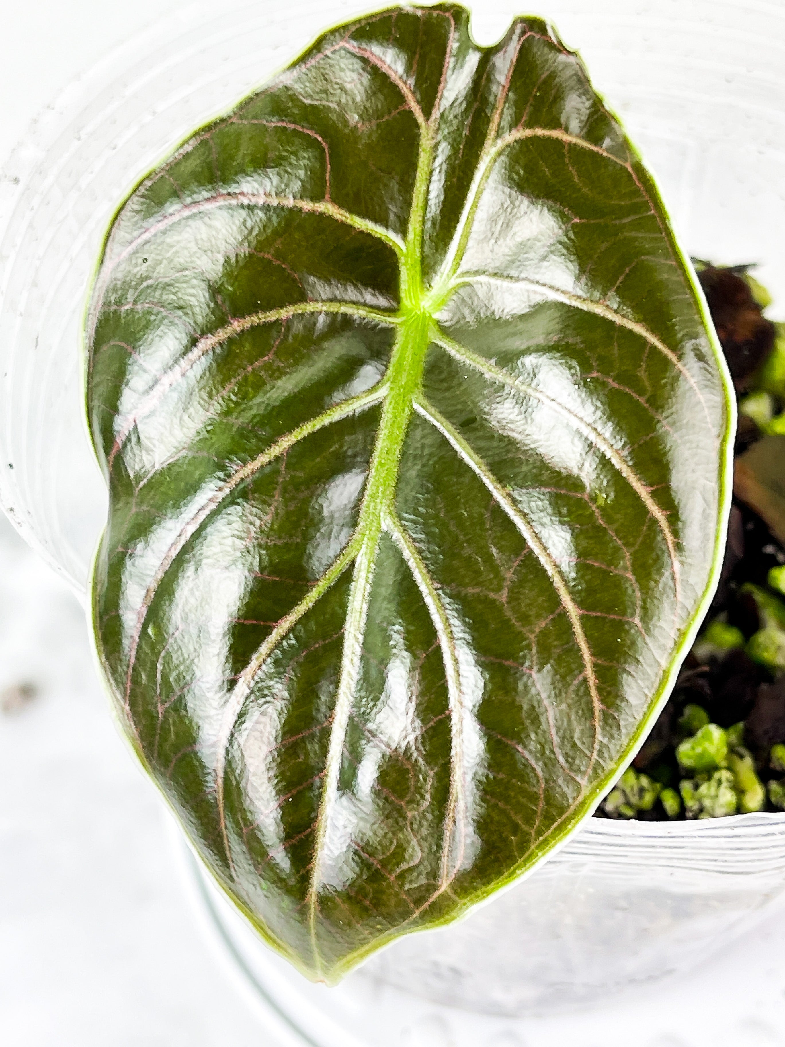 Alocasia Azlanii Rooted