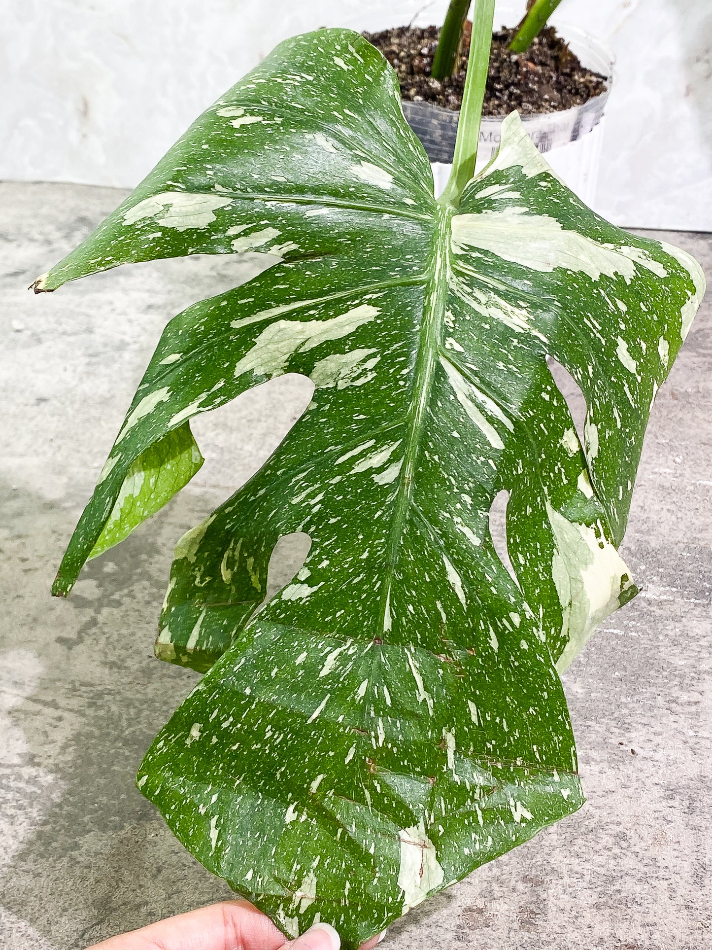 Monstera Thai constellation 2 leaves fully rooted