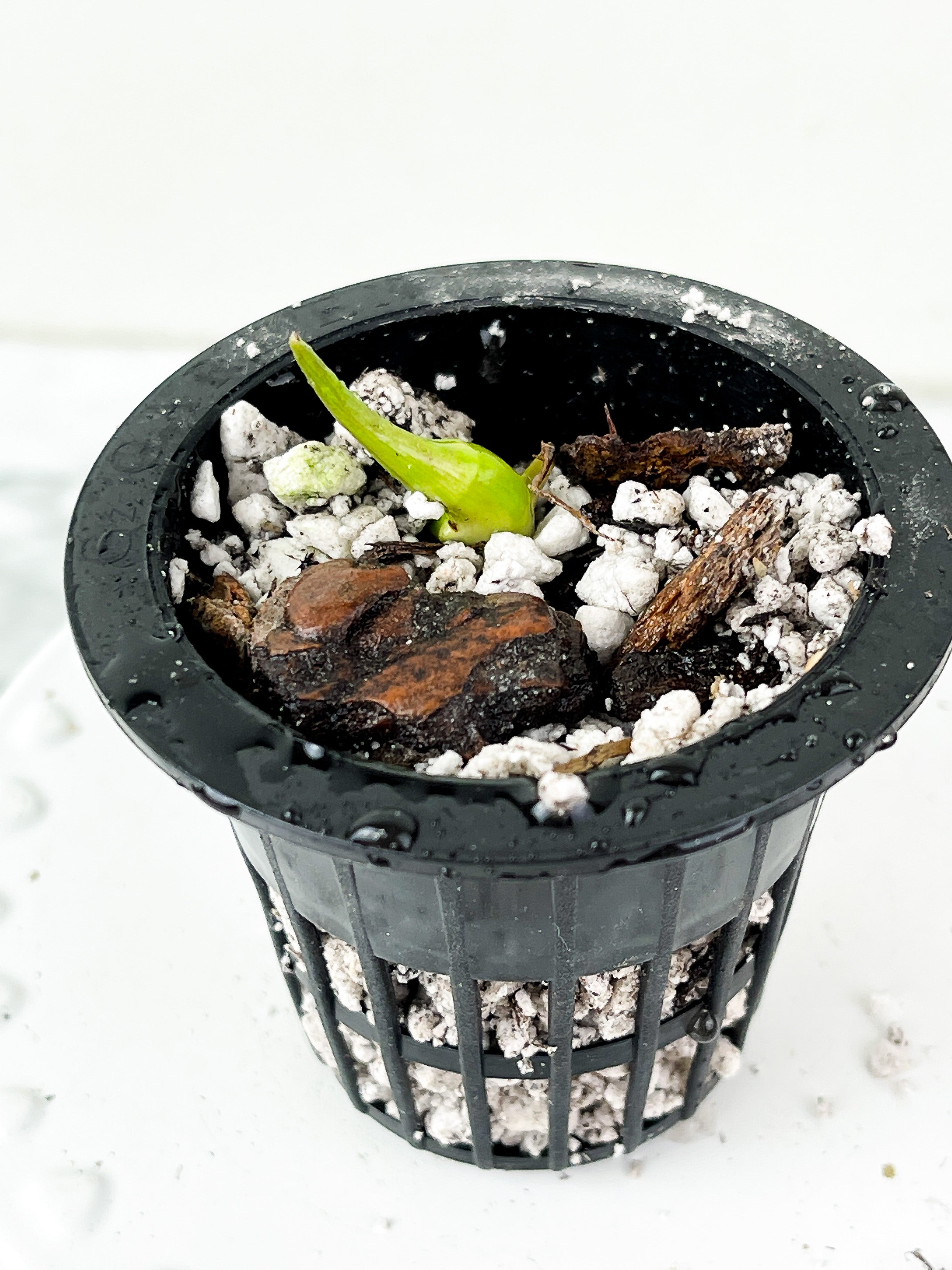 Philodendron Paraiso Verde rooted sprout