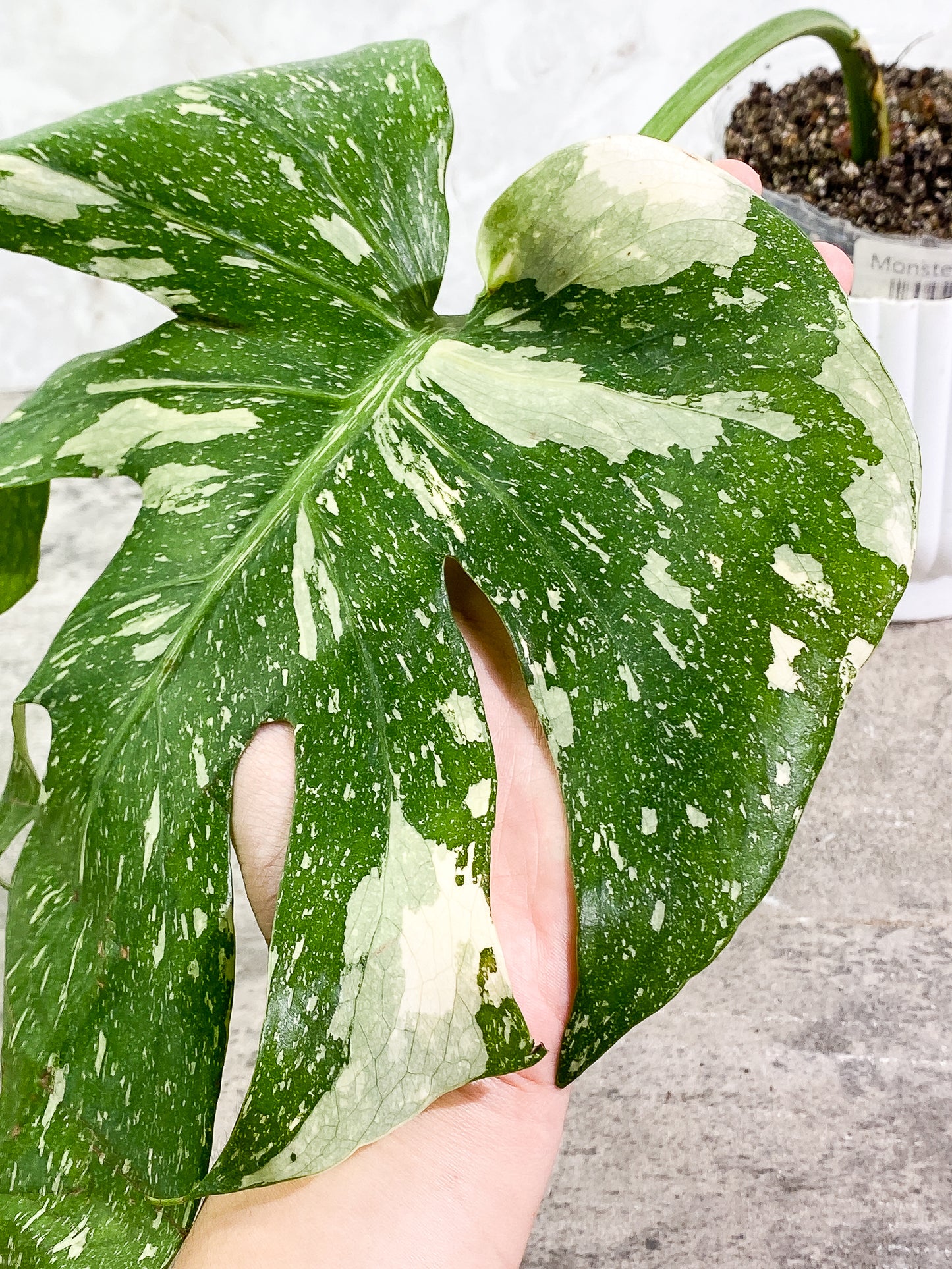 Monstera Thai constellation 2 leaves fully rooted