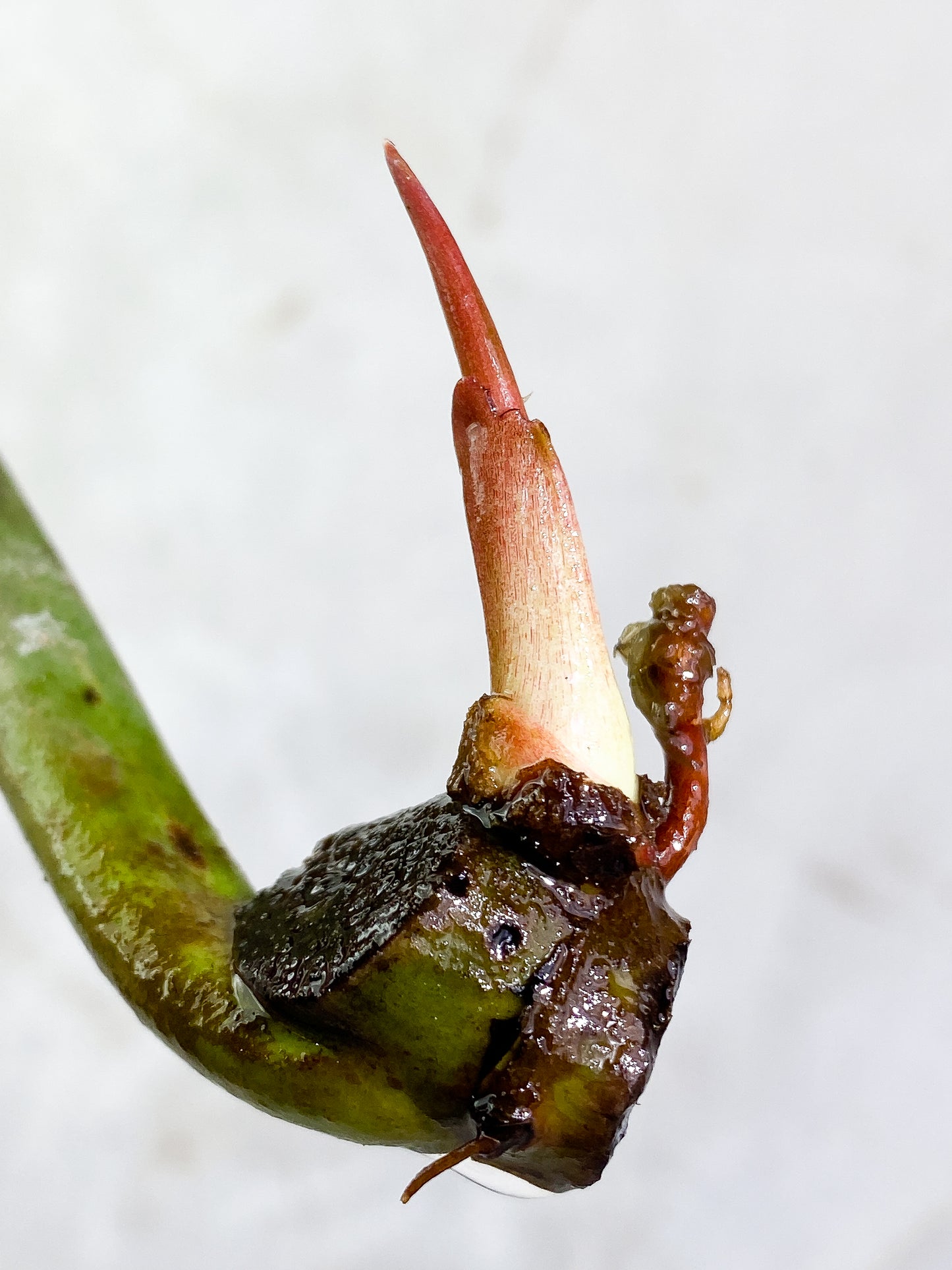 Philodendron Snow Drift 1 leaf 1 sprout Rooting