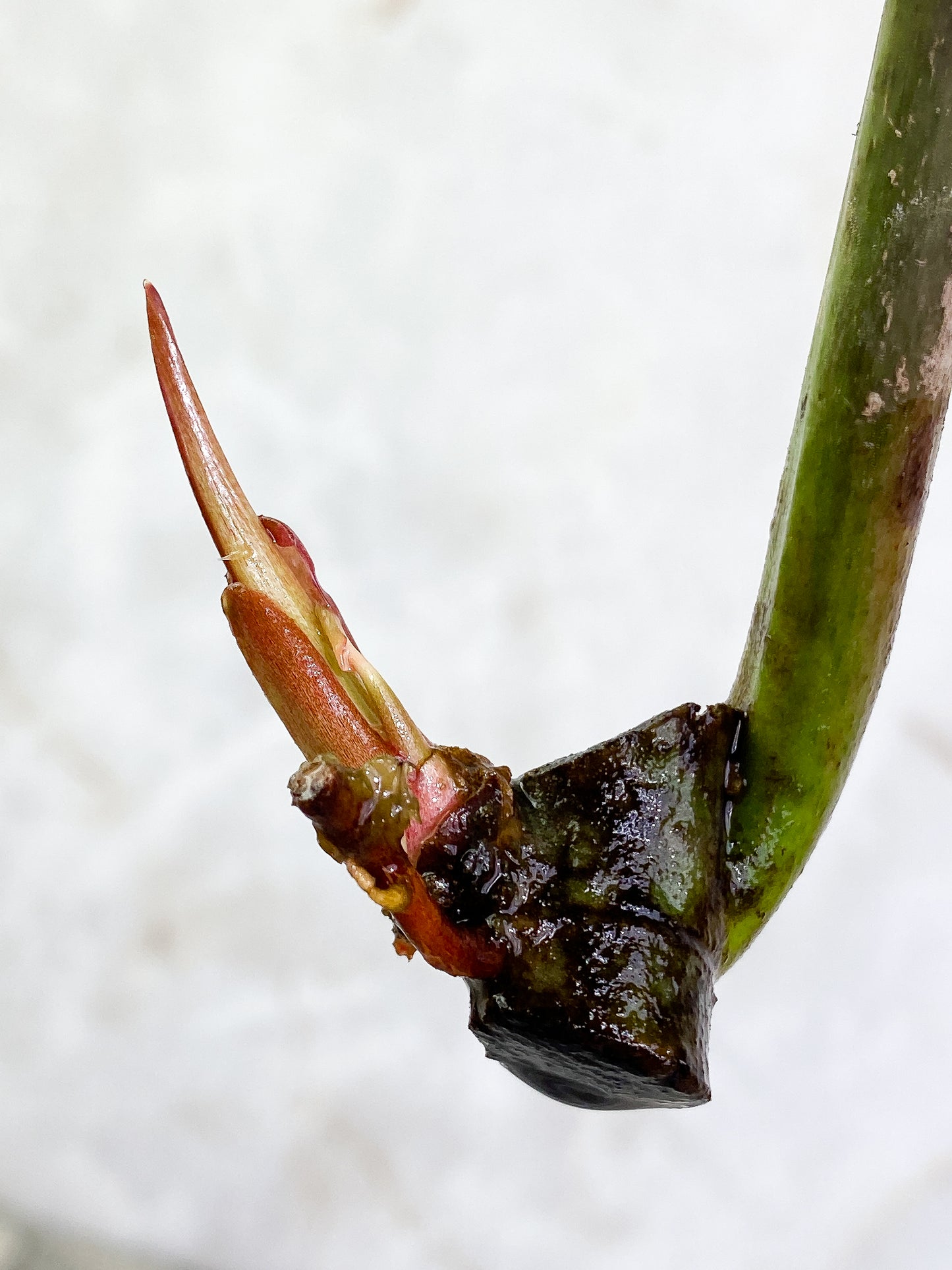 Philodendron Snow Drift 1 leaf 1 sprout Rooting
