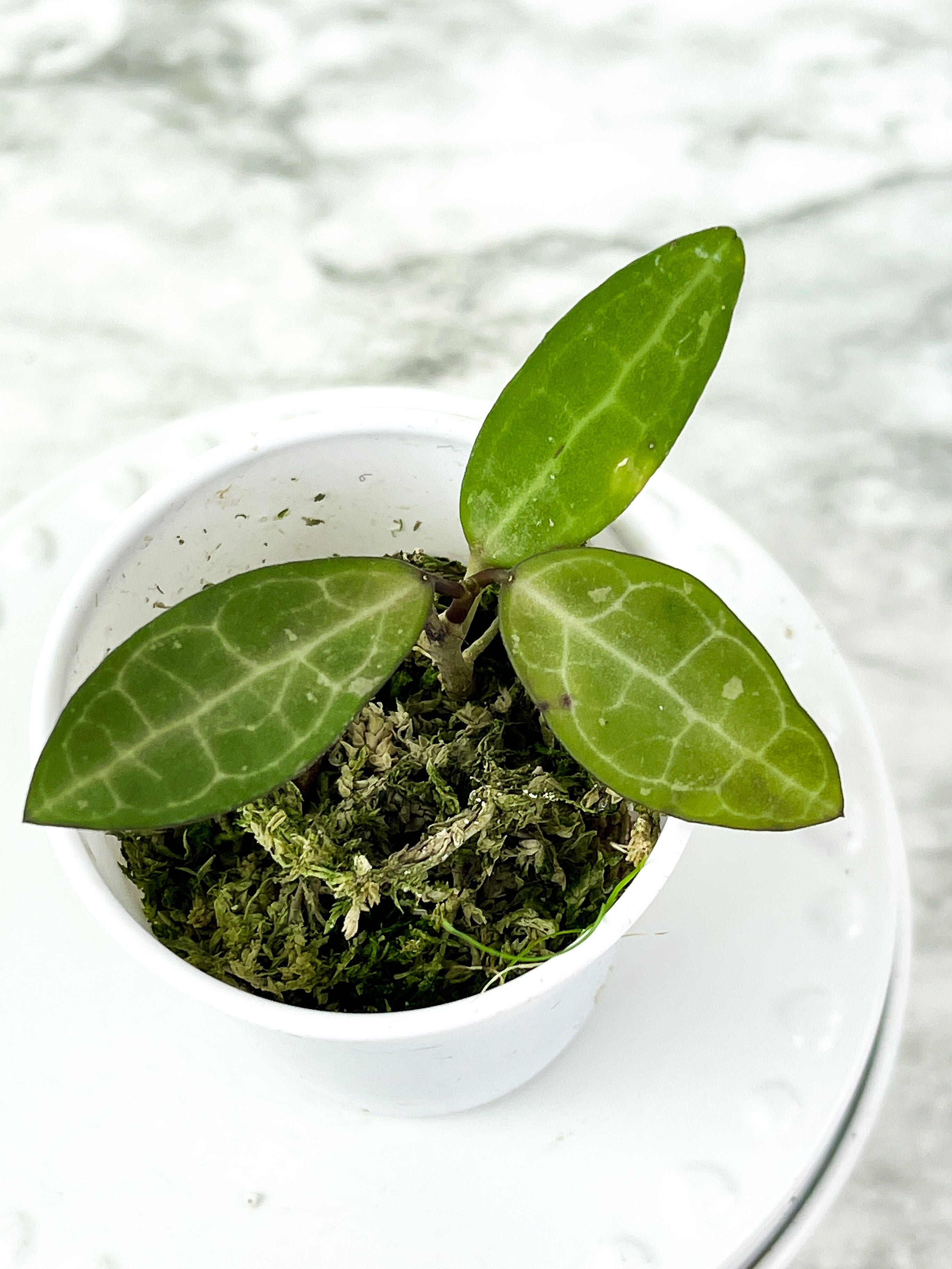 Hoya Ecliptica Rooted 3 leaves