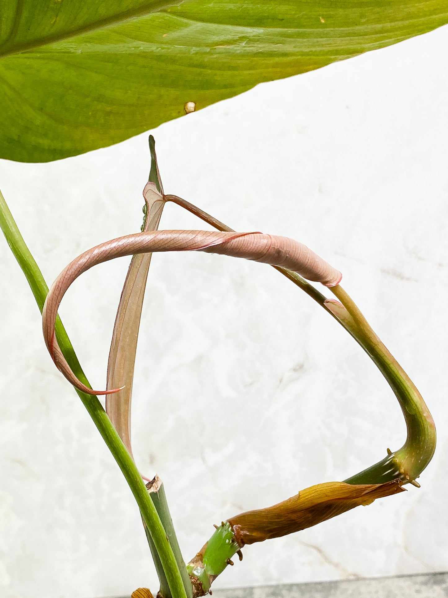 Philodendron Glorious 2 leaves 1 unfurling fully rooted