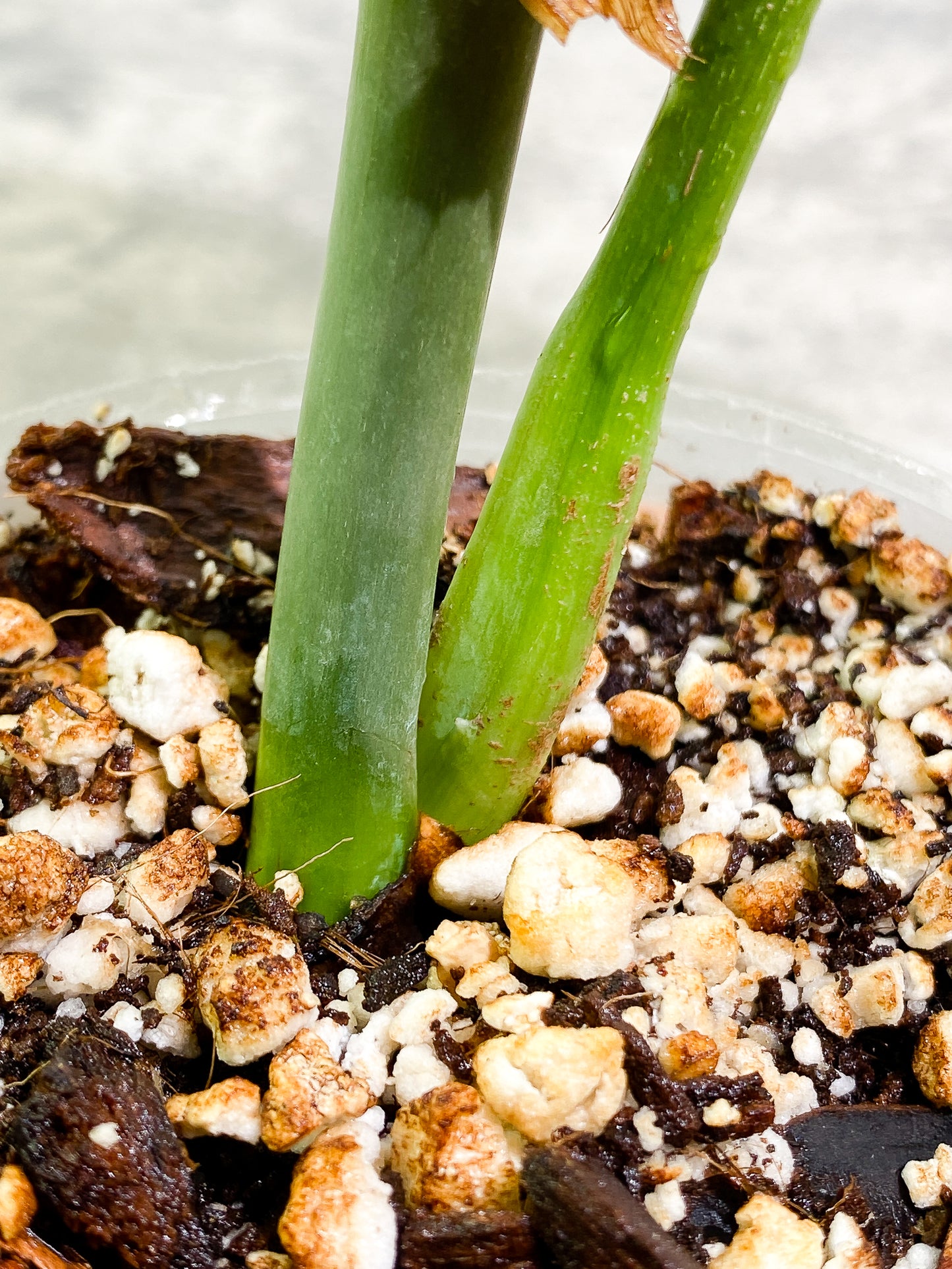 Philodendron Glorious 2 leaves 1 unfurling fully rooted