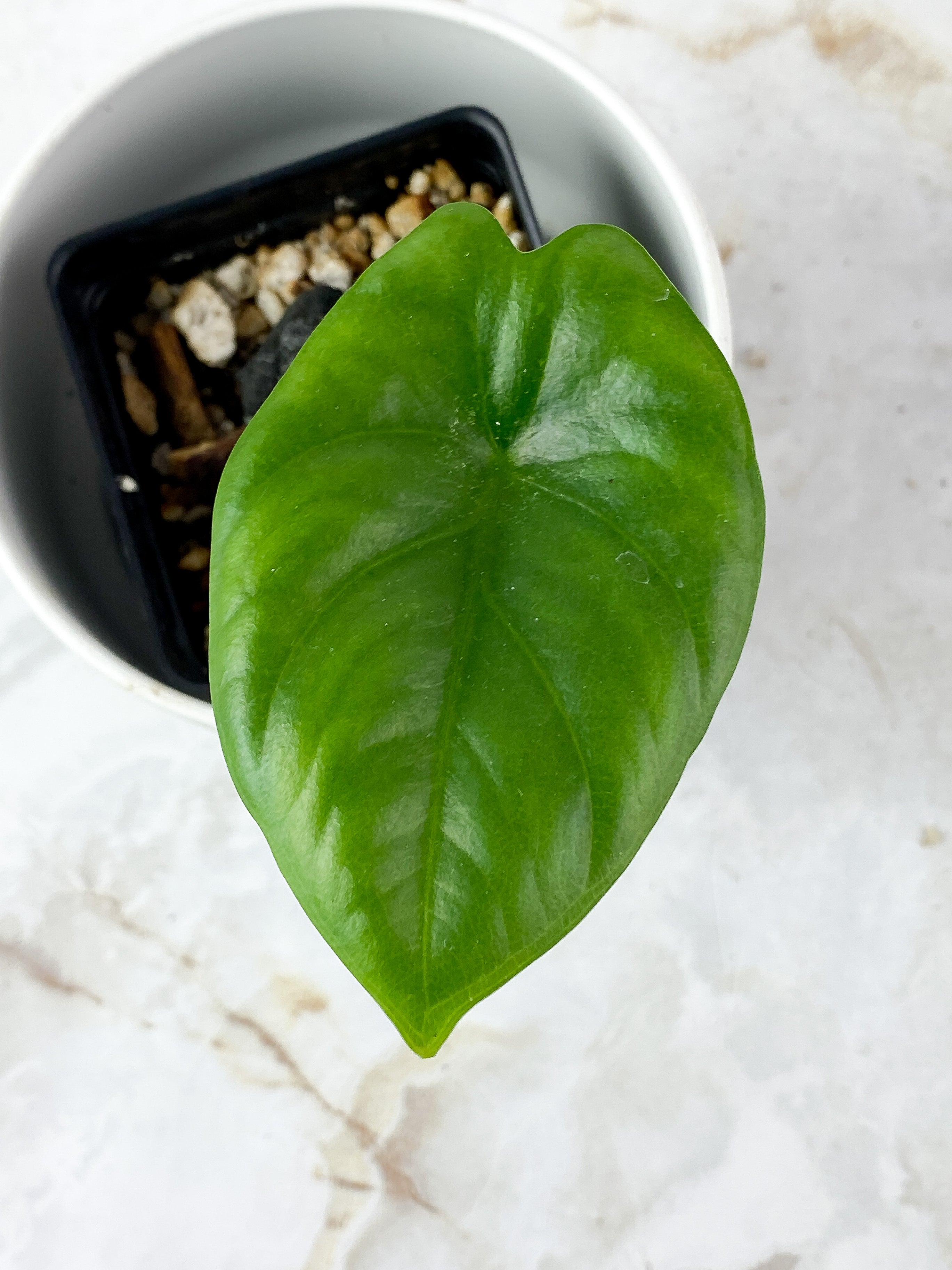 Alocasia Bisma 1 leaf rooted