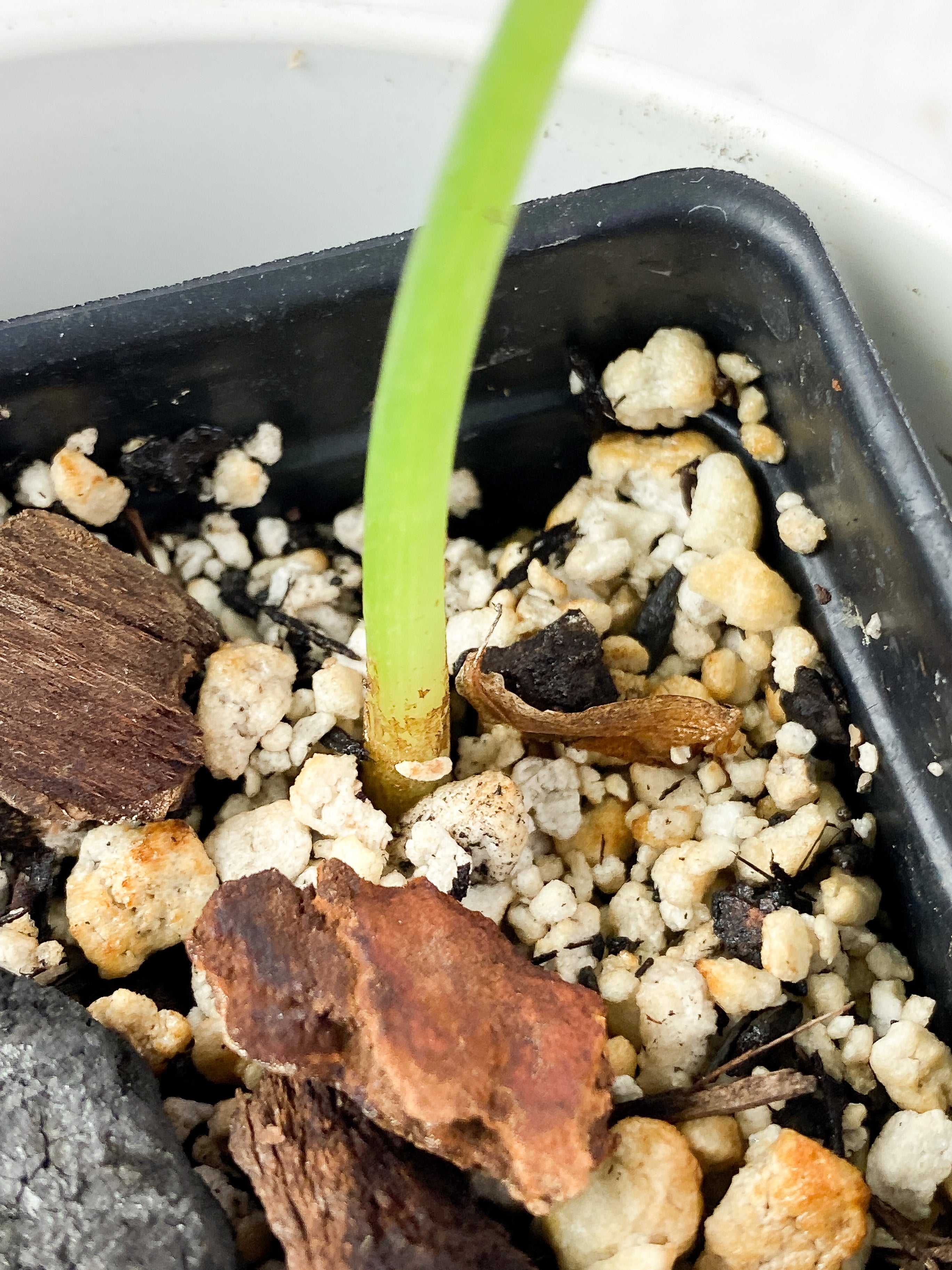 Alocasia Bisma 1 leaf rooted